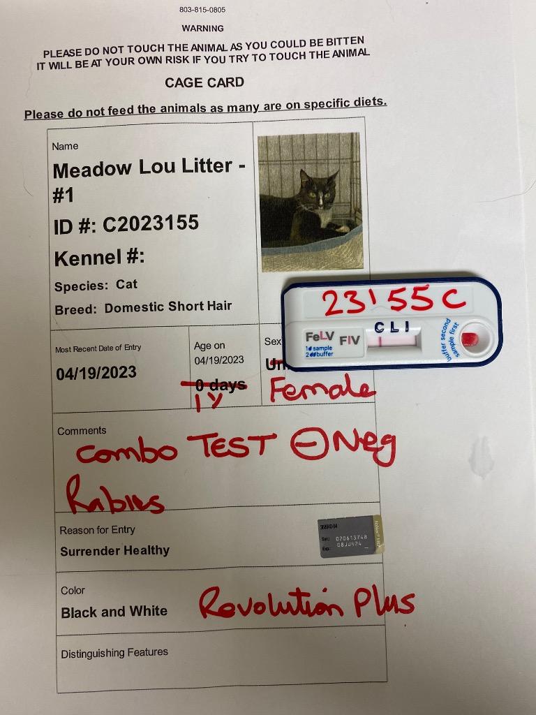 Mischief, Adoptable, Adult Female Domestic Short Hair.