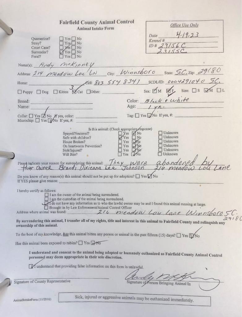 Enlarge Mischief, a Adoptable mixed breed in Winnsboro, SC image 3/4