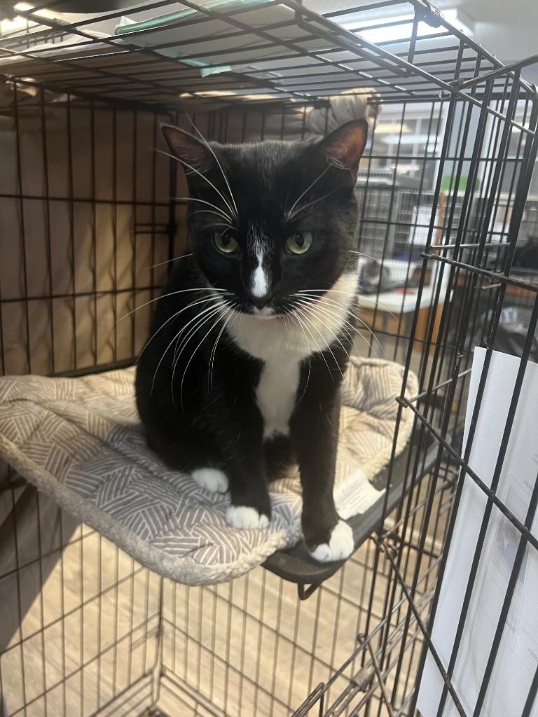 Enlarge Mischief, a Adoptable mixed breed in Winnsboro, SC image 4/4