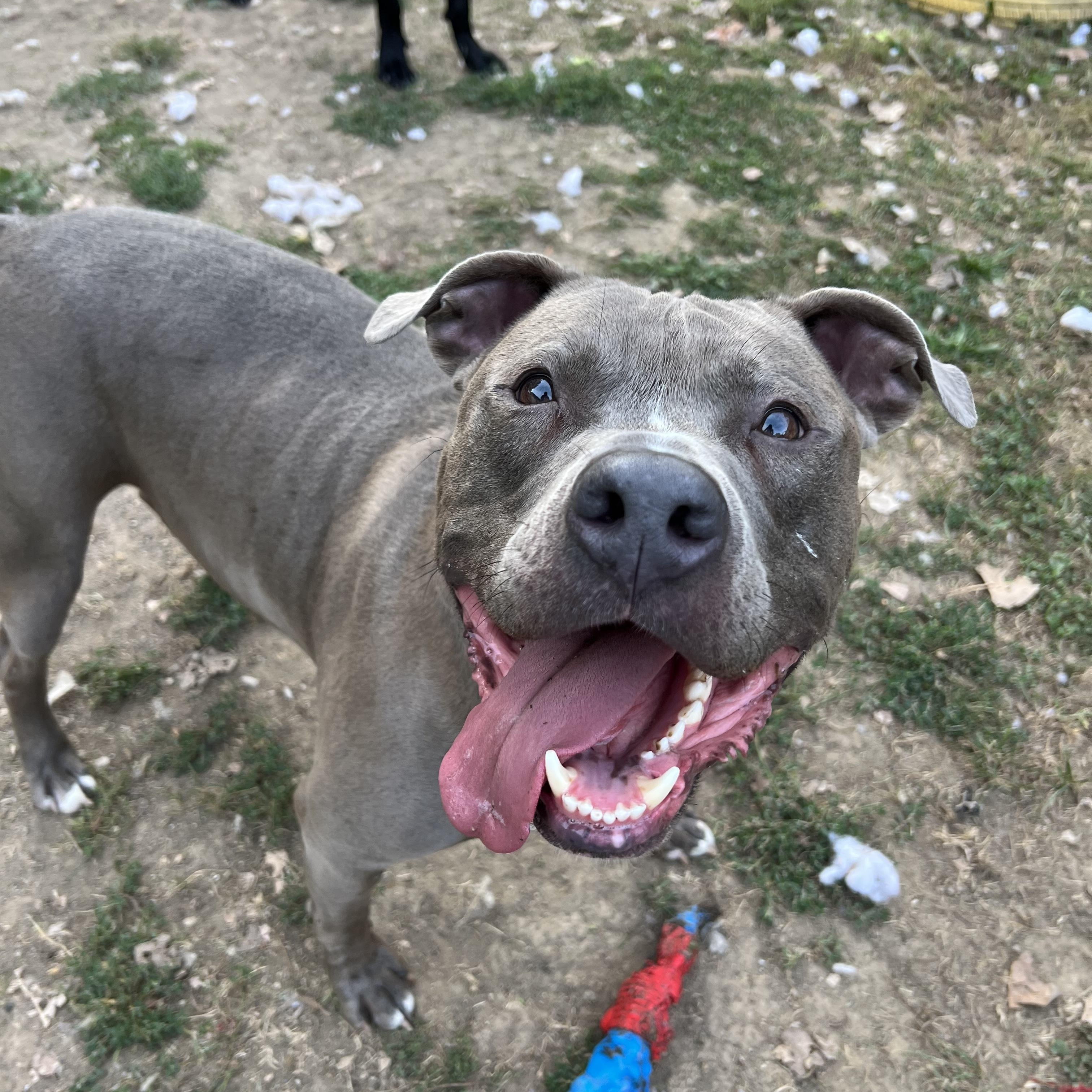 Luka, Adoptable, Adult Male American Staffordshire Terrier.