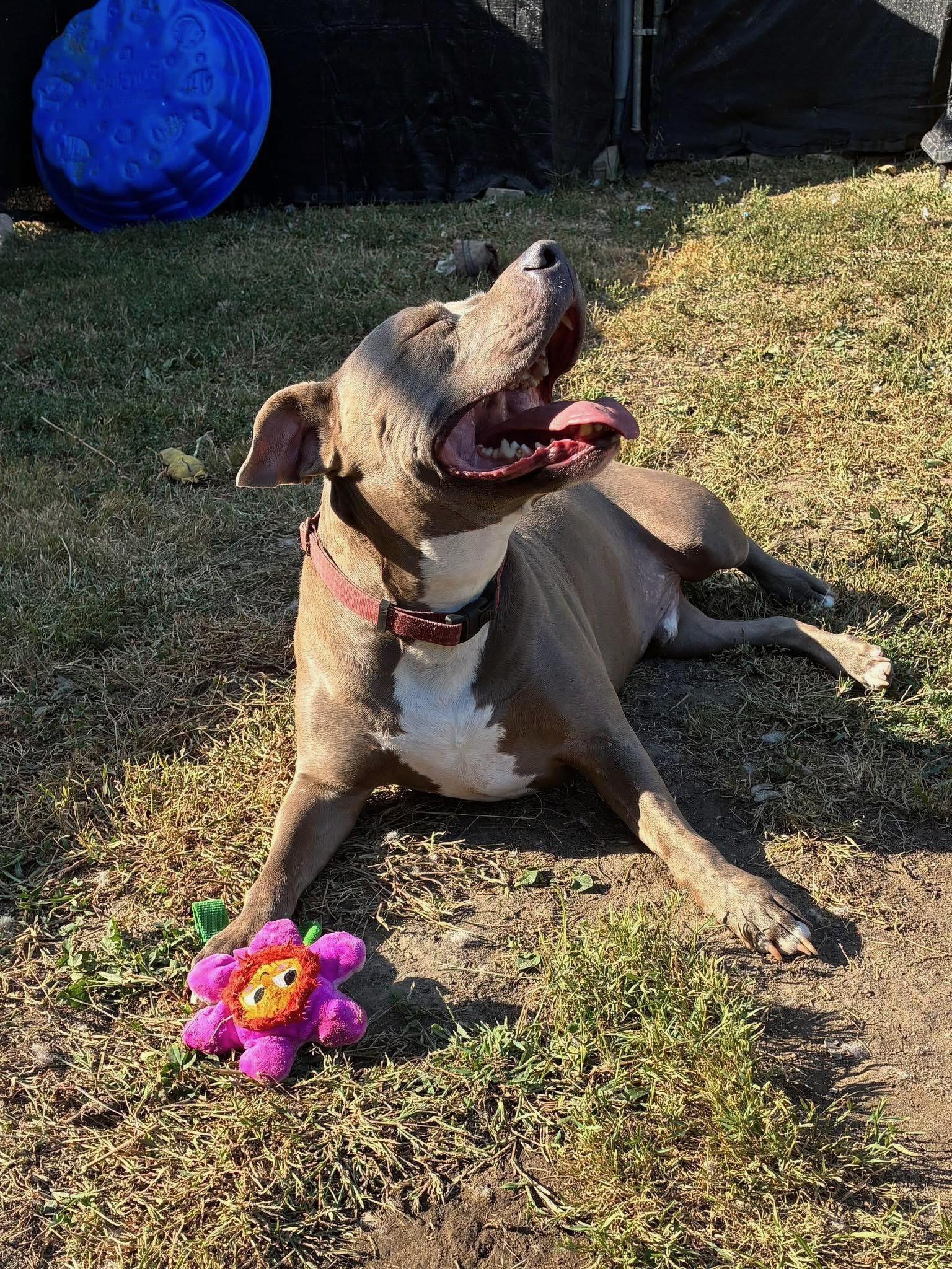 Enlarge Luka, a Adoptable mixed breed in INDIANAPOLIS, IN image 3/6