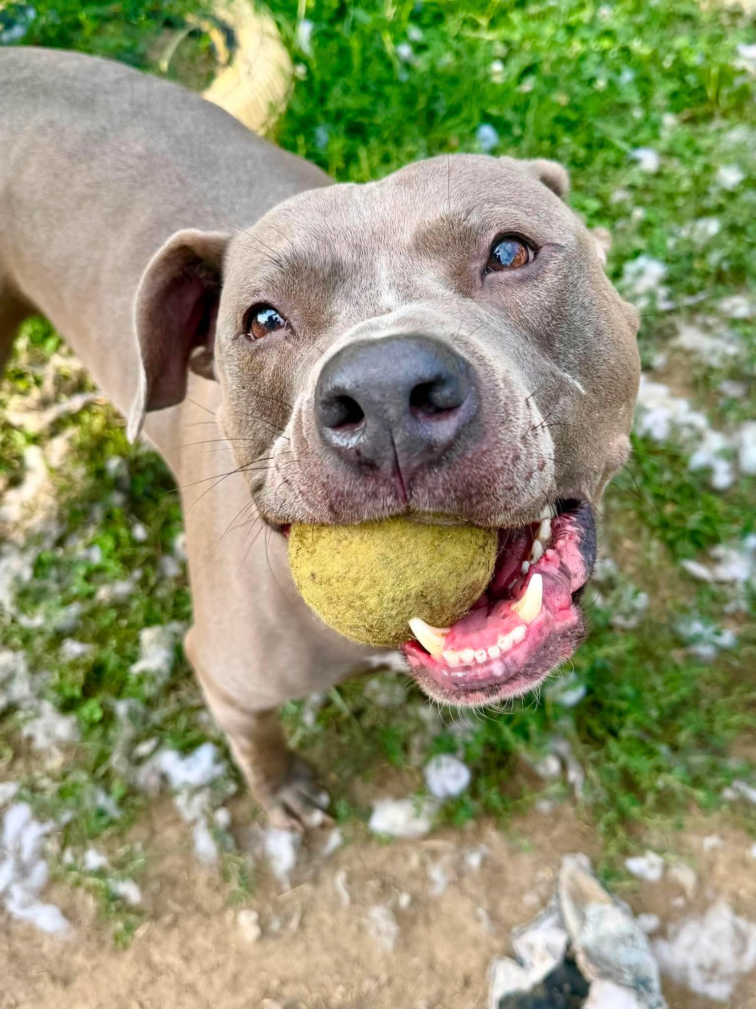 Enlarge Luka, a Adoptable mixed breed in INDIANAPOLIS, IN image 2/6