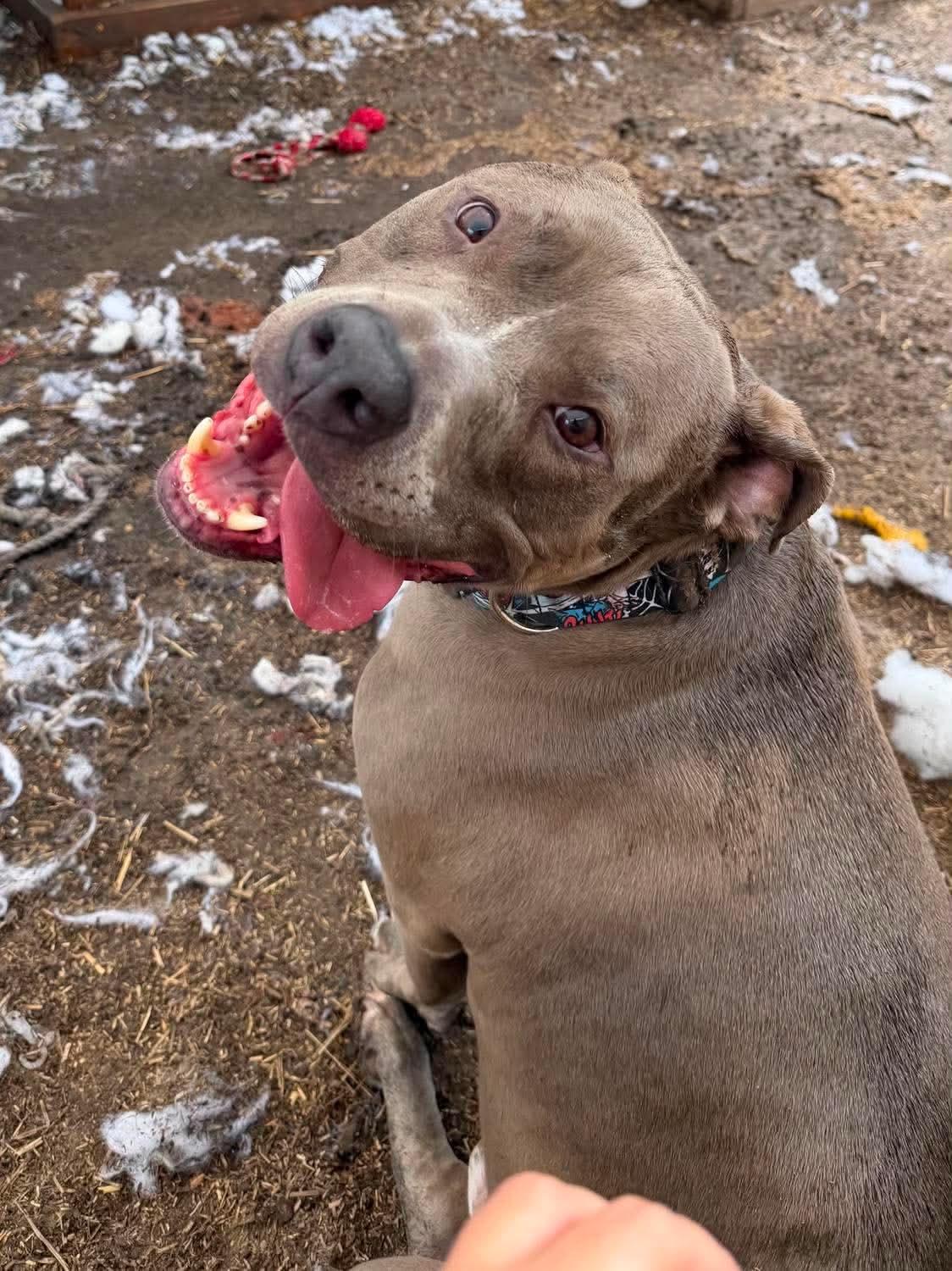 Enlarge Luka, a Adoptable mixed breed in INDIANAPOLIS, IN image 4/6