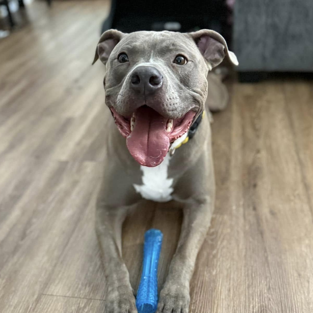 Enlarge Luka, a Adoptable mixed breed in INDIANAPOLIS, IN image 6/6