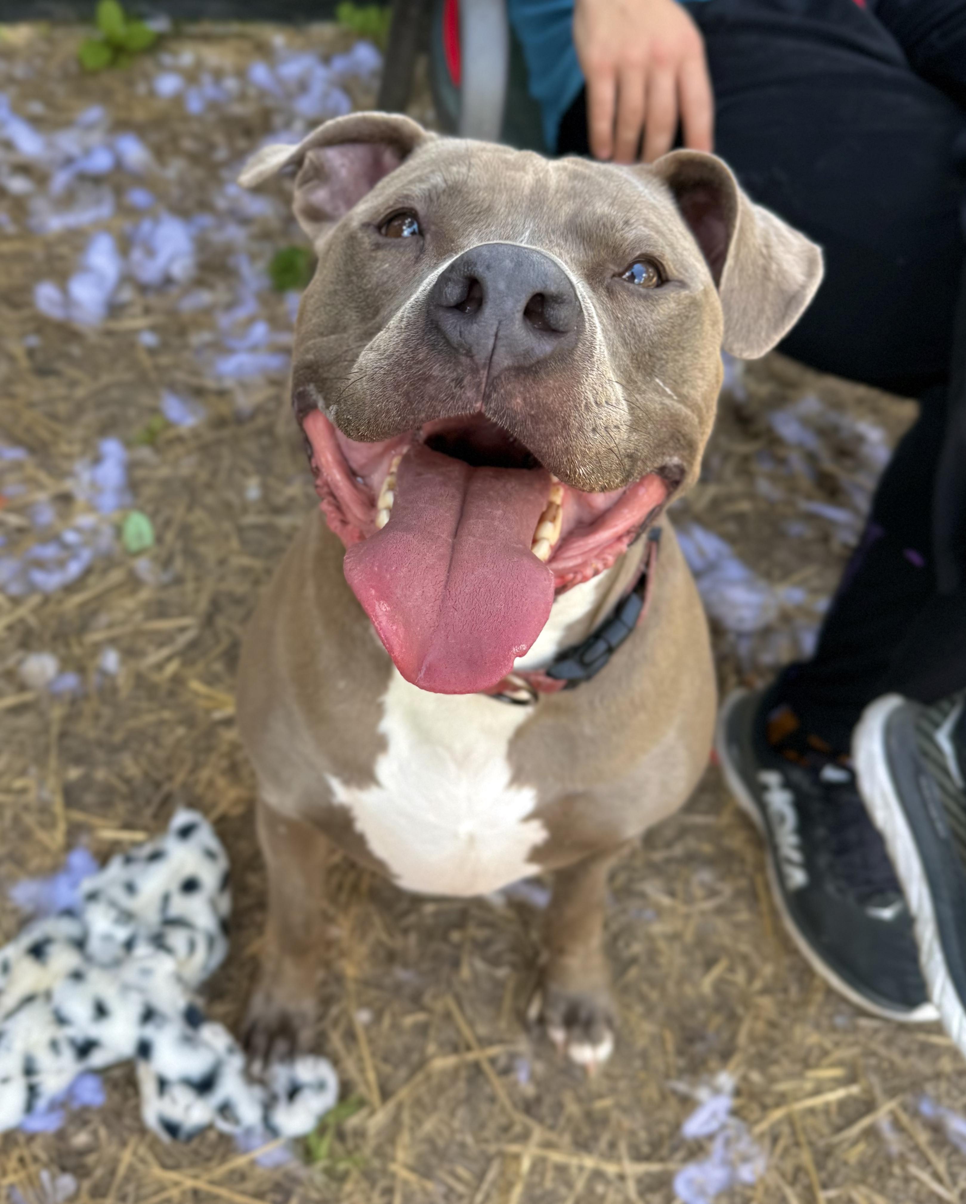 Luka, a Adoptable mixed breed in INDIANAPOLIS, IN image 1/6