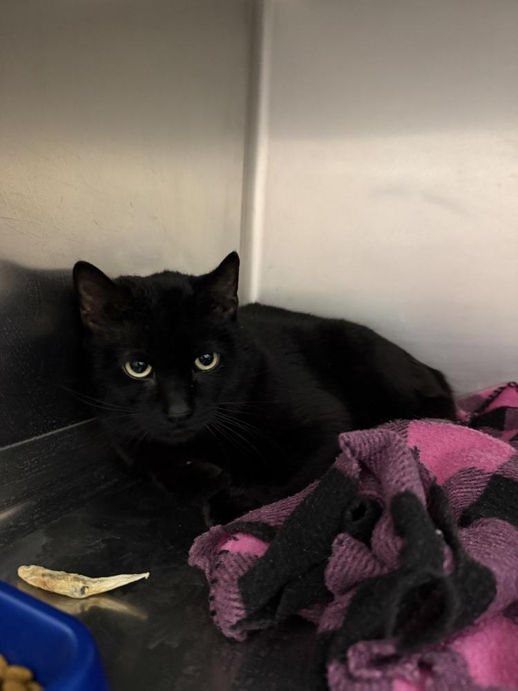 Enlarge Pork Chop, a Adoptable Domestic Short Hair in Salmon, ID image 1/1