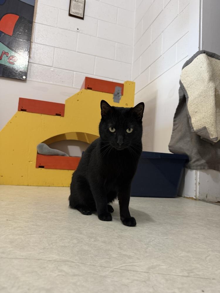 Enlarge Pork Chop, a Adoptable Domestic Short Hair in Salmon, ID image 2/2