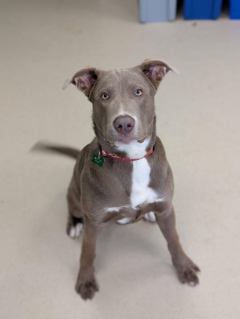 Enlarge Wren, a Adoptable mixed breed in North Syracuse, NY image 1/6