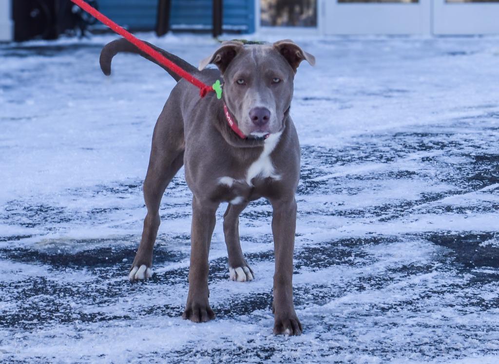 Enlarge Wren, a Adoptable mixed breed in North Syracuse, NY image 1/5
