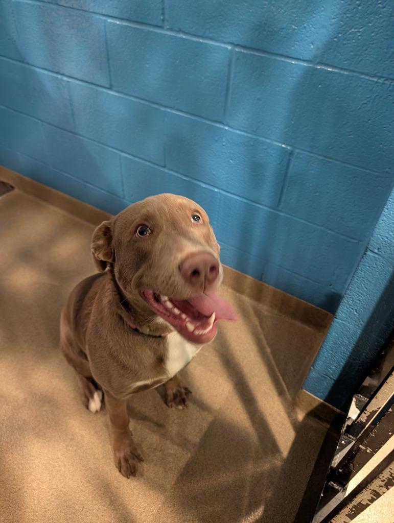 Enlarge Wren, a Adoptable mixed breed in North Syracuse, NY image 2/6