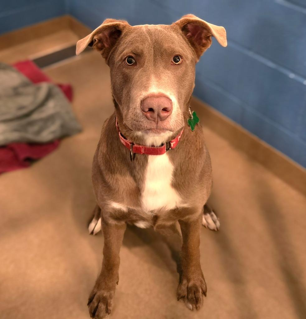 Enlarge Wren, a Adoptable mixed breed in North Syracuse, NY image 4/6