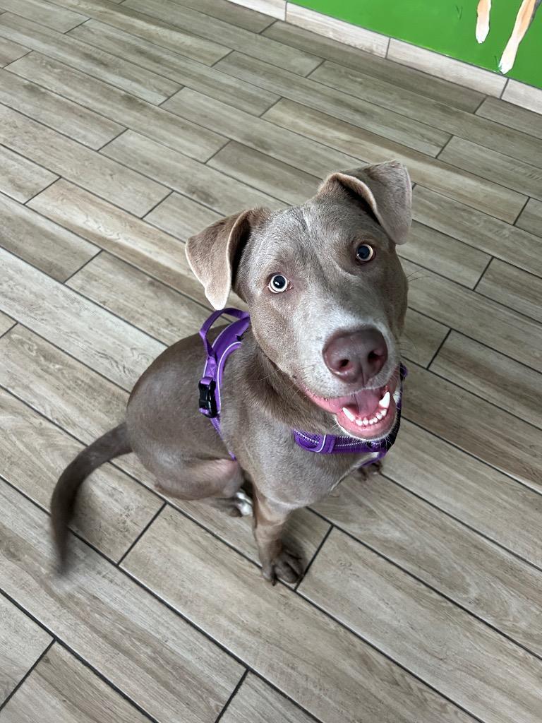 Enlarge Wren, a Adoptable mixed breed in North Syracuse, NY image 5/6