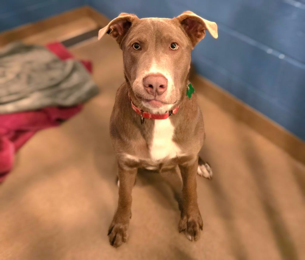 Enlarge Wren, a Adoptable mixed breed in North Syracuse, NY image 6/6