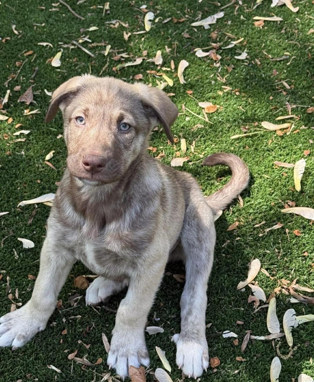 Aubie, ADOPTABLE, Puppy Male Labrador Retriever & Mixed Breed.