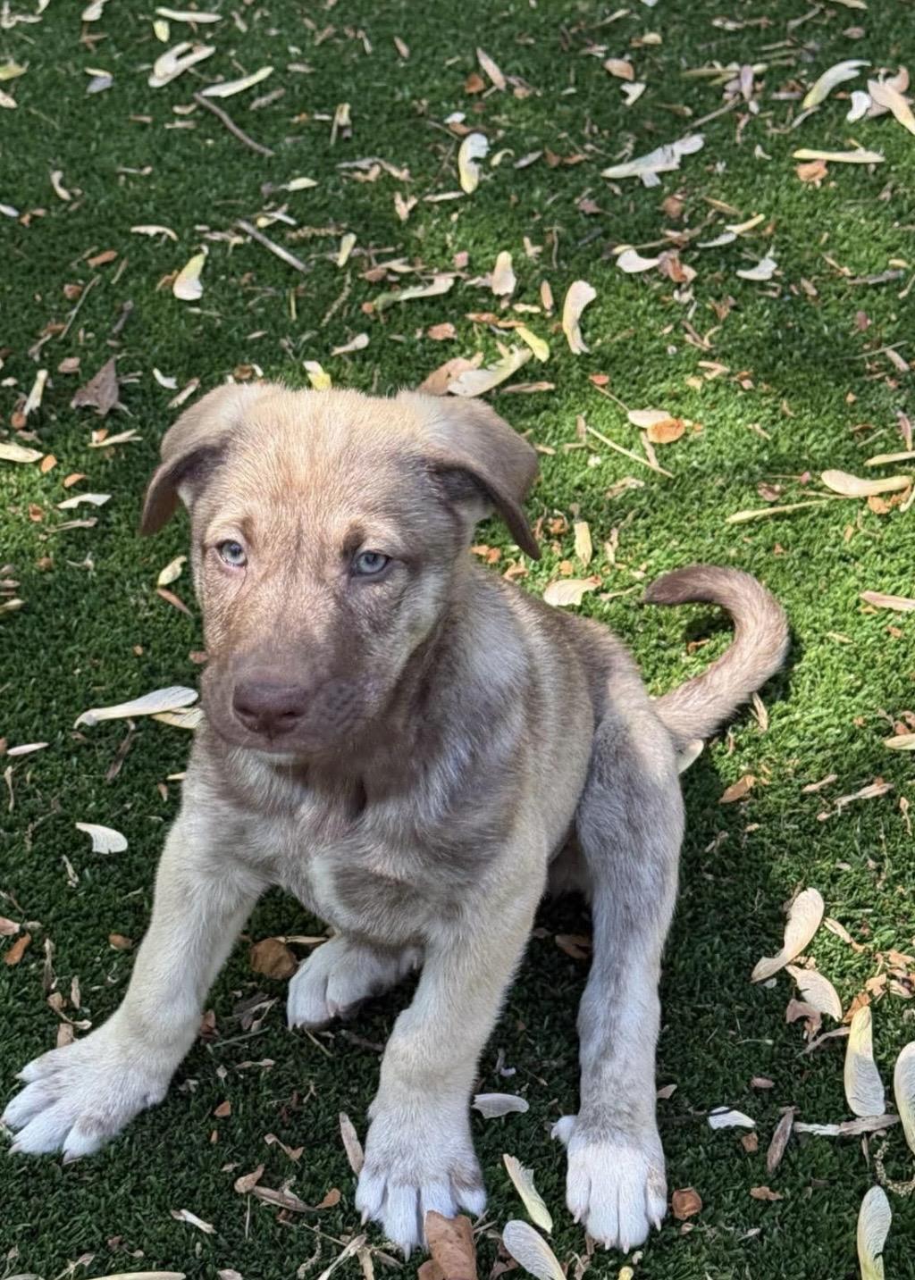 Enlarge Aubie, a ADOPTABLE mixed breed in Kannapolis, NC image 4/5