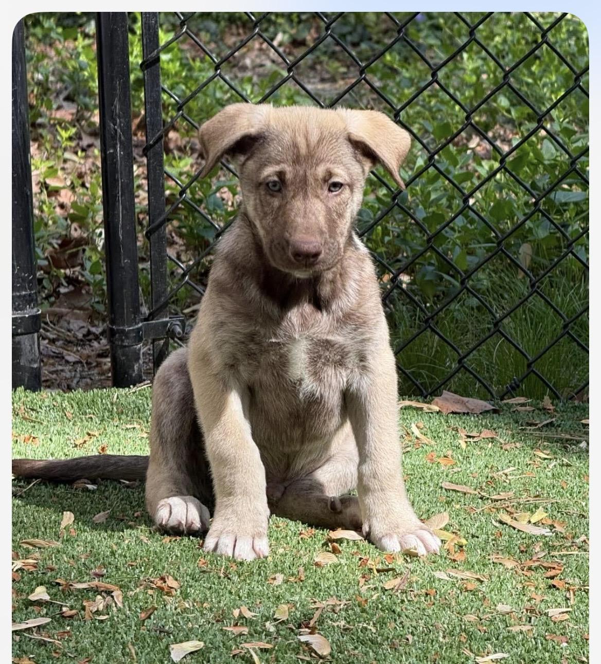 Enlarge Aubie, a ADOPTABLE mixed breed in Kannapolis, NC image 2/5