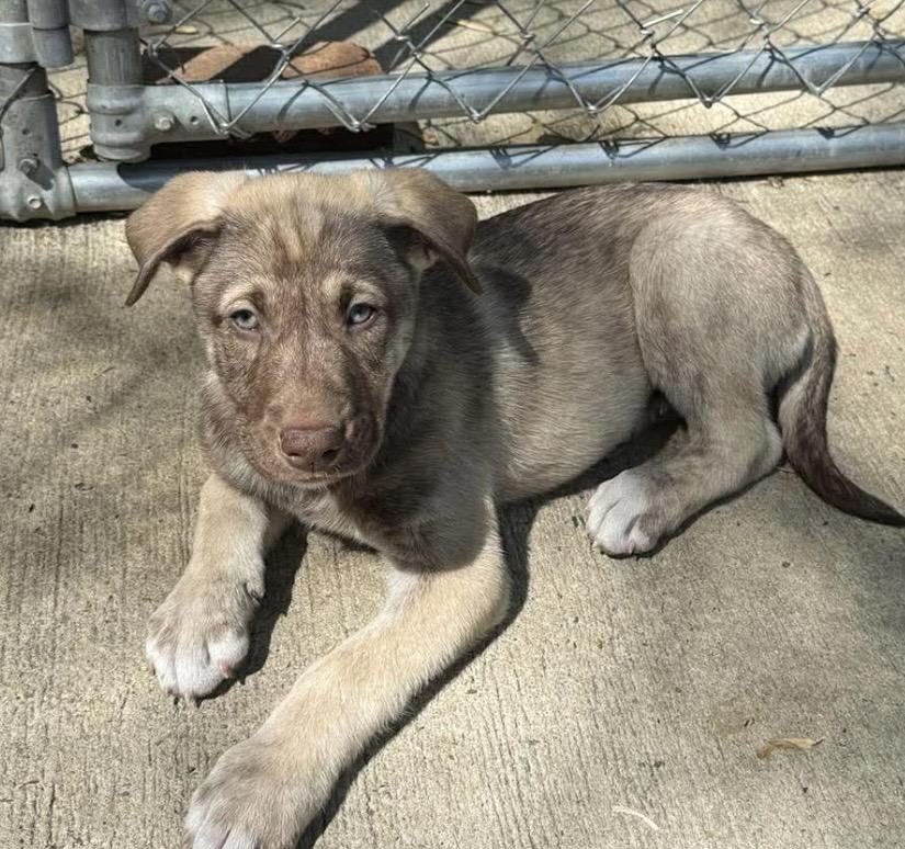 Enlarge Aubie, a ADOPTABLE mixed breed in Kannapolis, NC image 5/5
