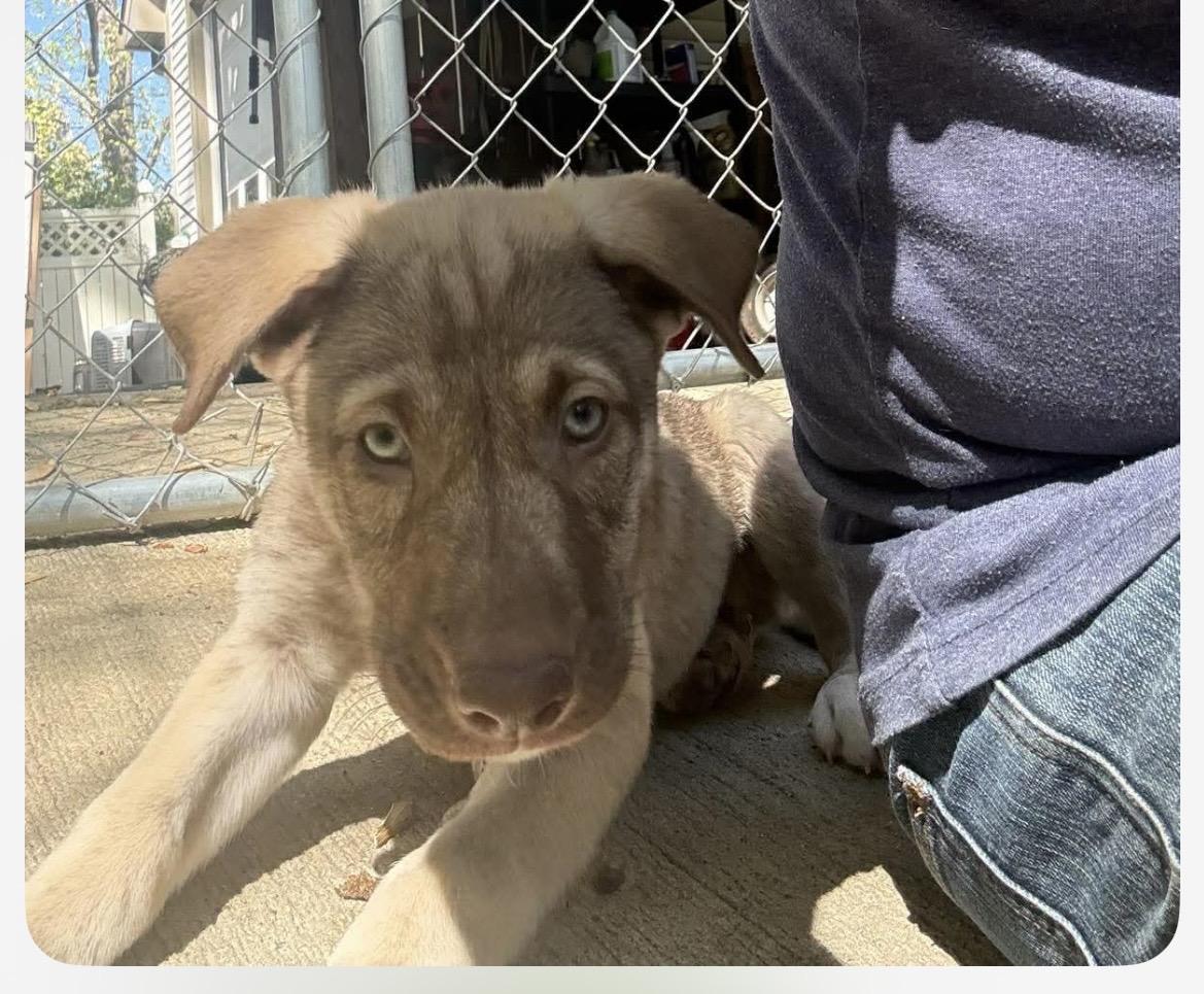 Enlarge Aubie, a ADOPTABLE mixed breed in Kannapolis, NC image 3/5