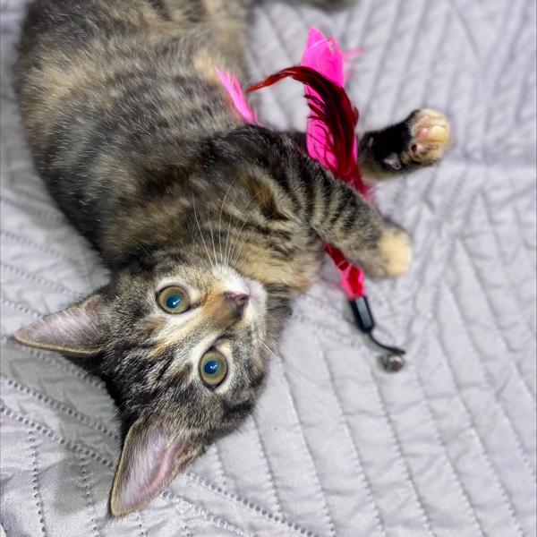 Maple, Adoptable, Kitten Female Domestic Medium Hair.