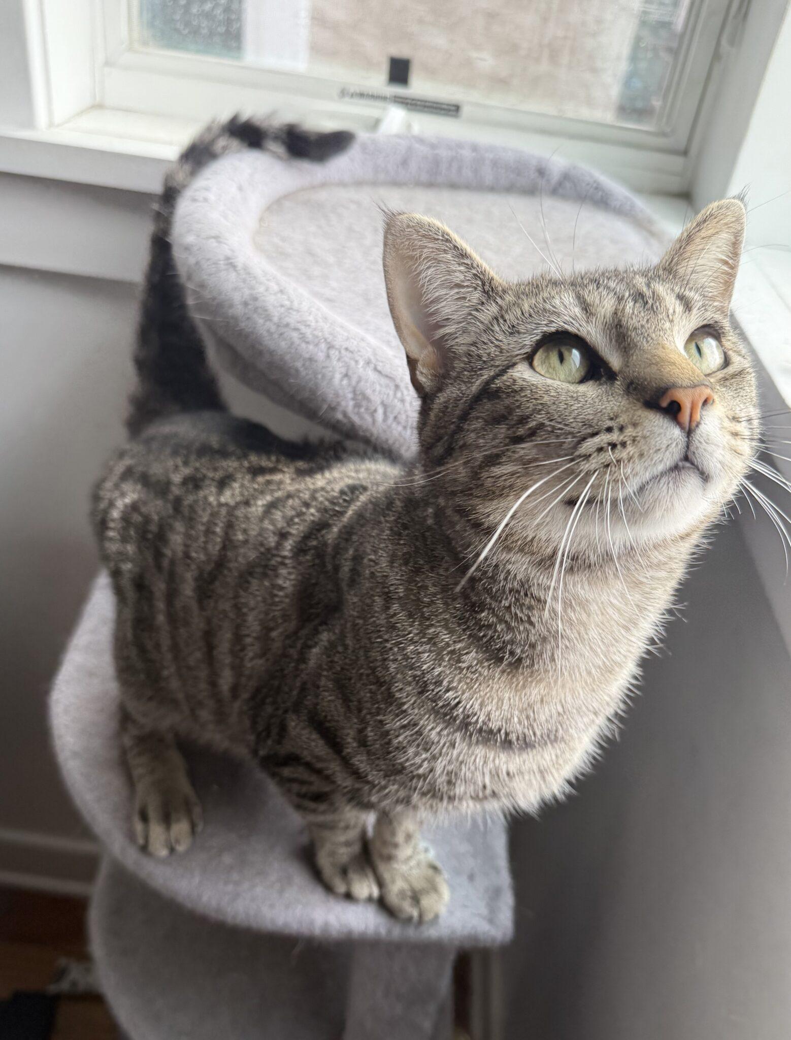 Enlarge Conrad 1 year, a Adopted Domestic Short Hair in Sterling, MA image 1/1