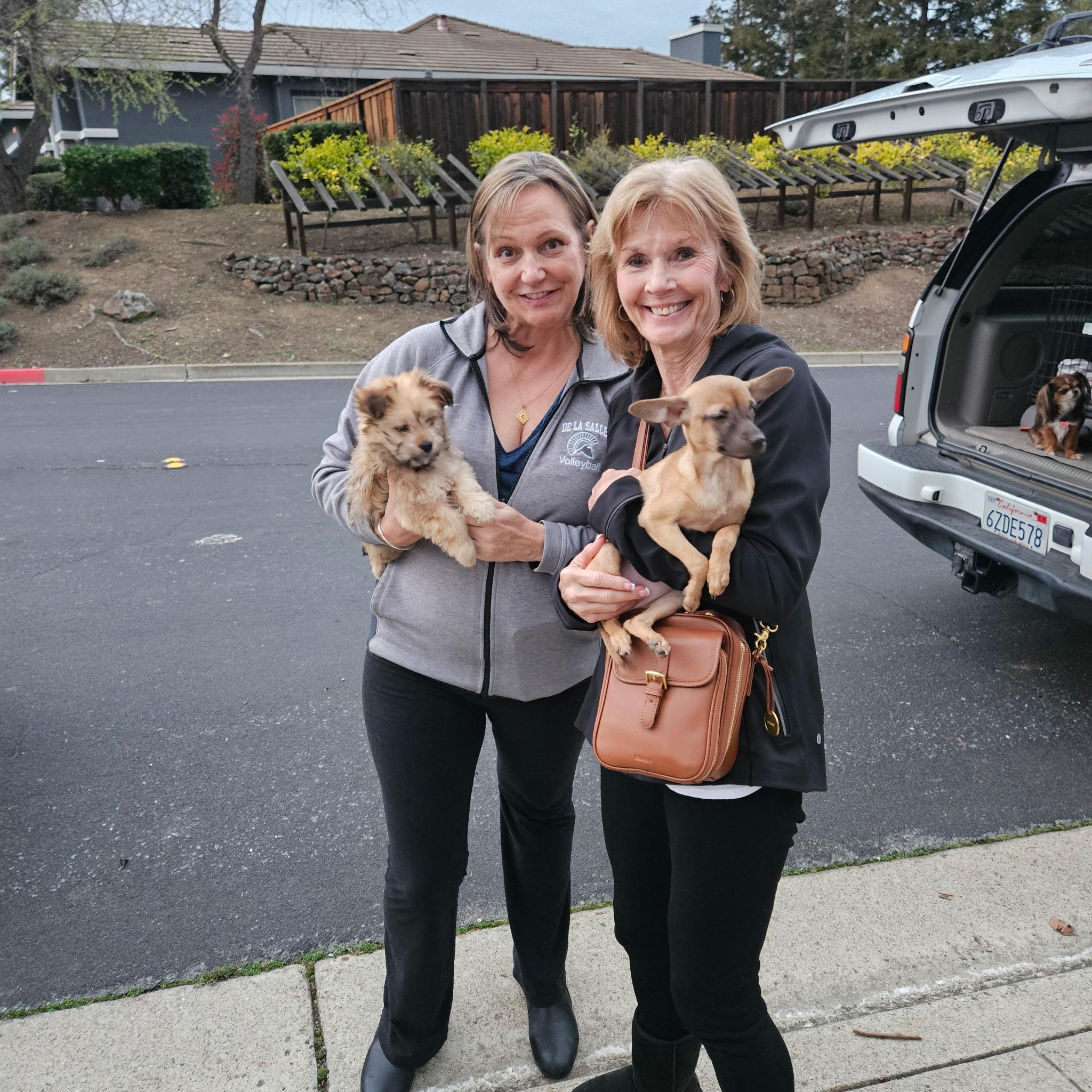 Enlarge Benji, an adopted Maltipoo in clayton , CA image 2/2