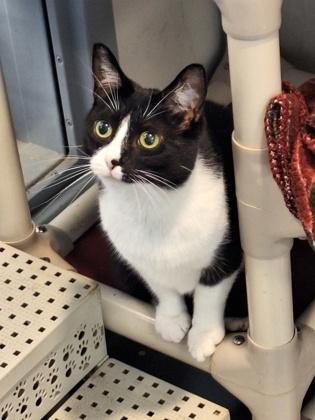 Kerri, Adoptable, Young Female Domestic Short Hair & Domestic Short Hair.