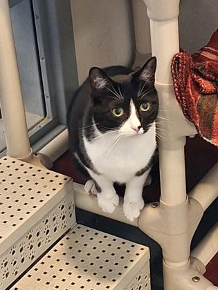 Kerri, a Adoptable Domestic Short Hair in Bath, NY image 2/2