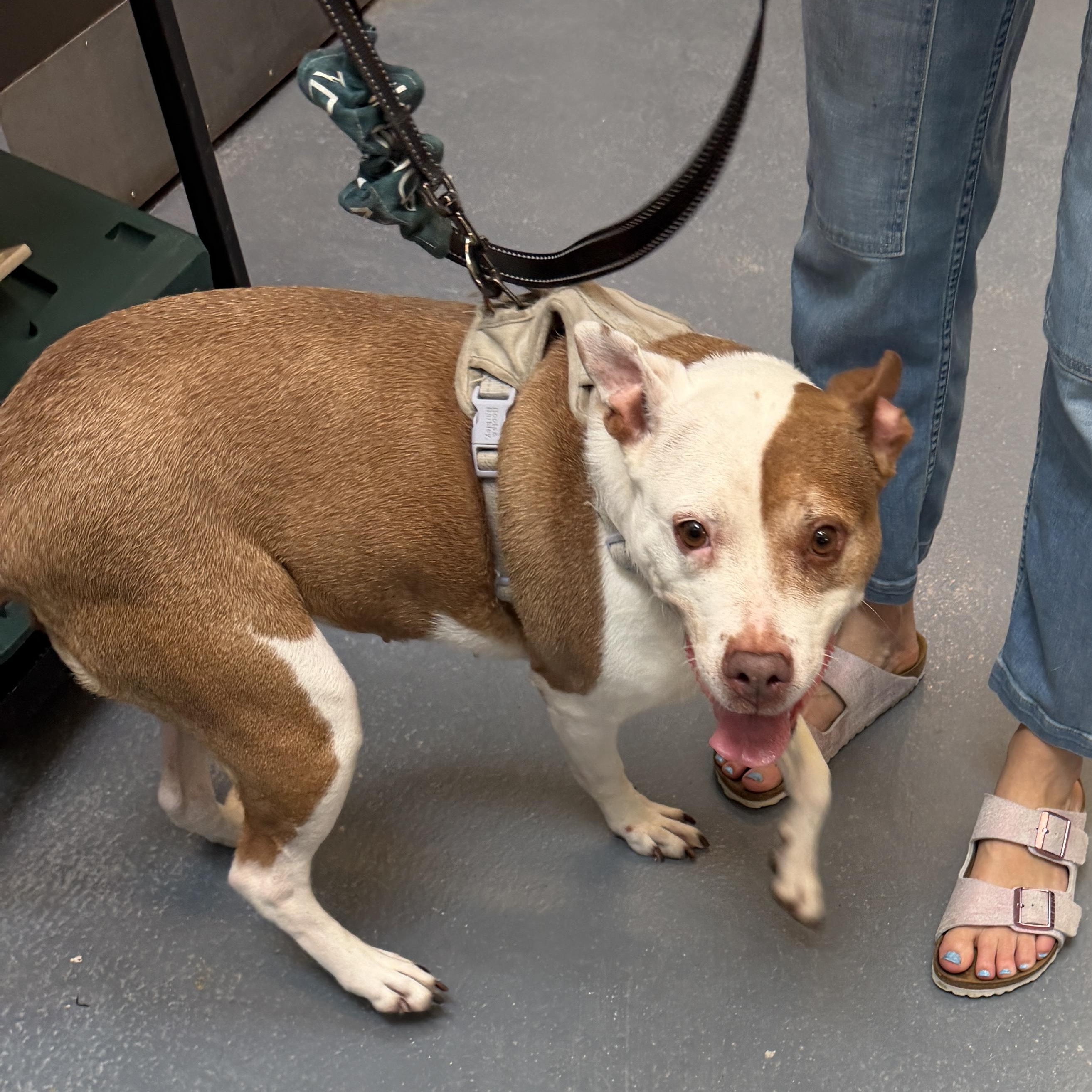 Enlarge Coco Cookie CM 8/19, a Adoptable mixed breed in Farmington Hills, MI image 3/6