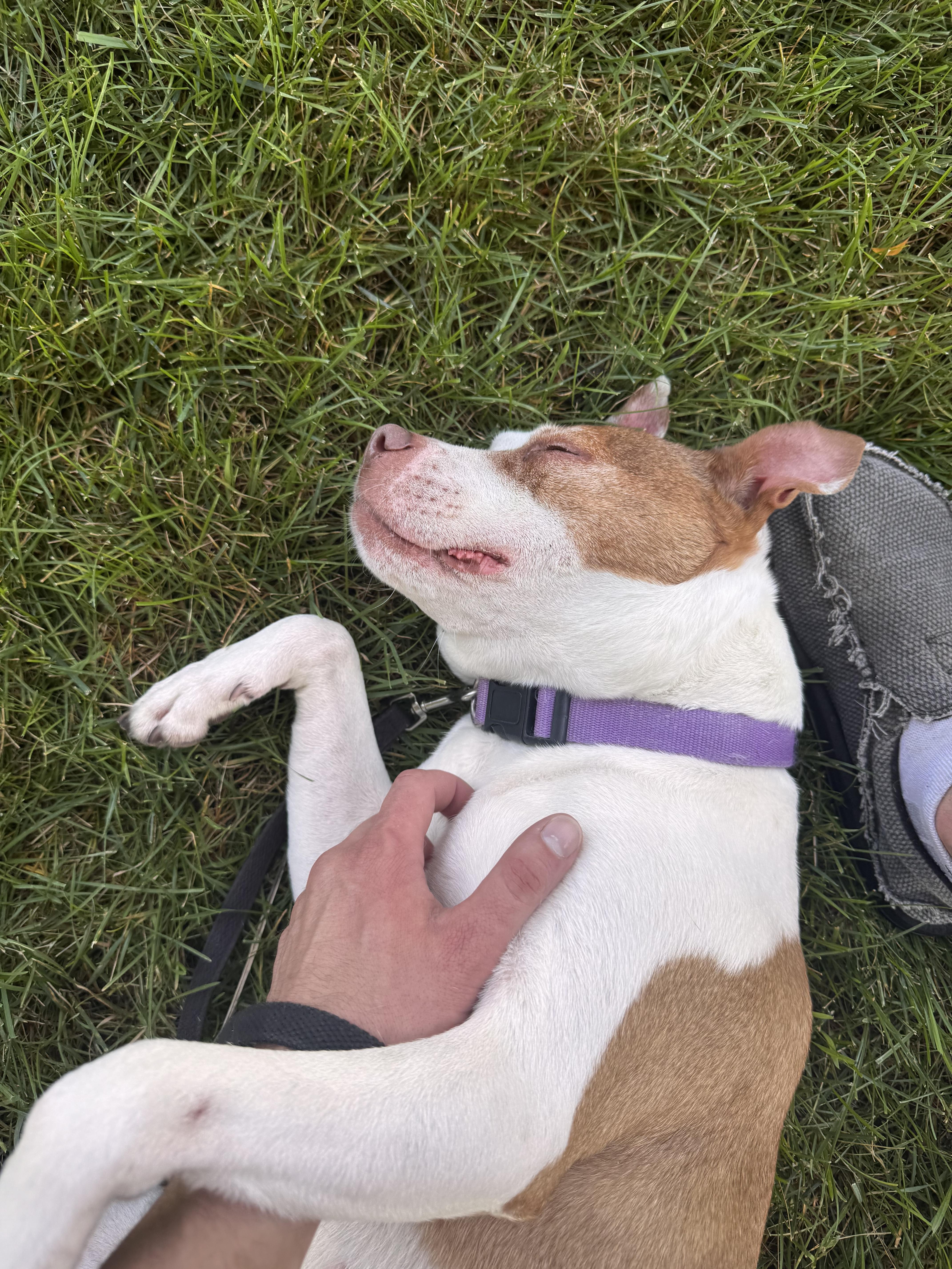 Enlarge Coco Cookie CM 8/19, a Adoptable mixed breed in Farmington Hills, MI image 6/6