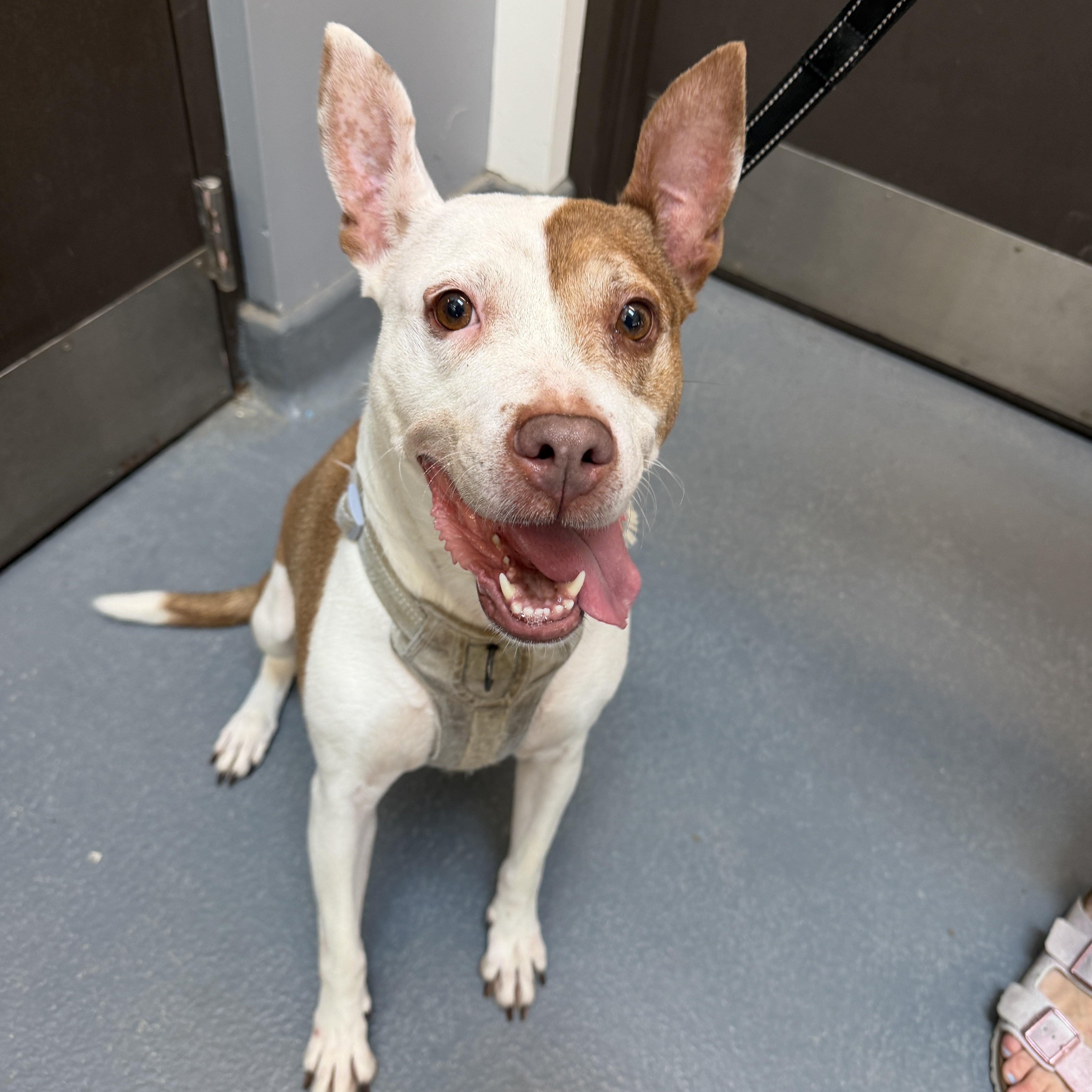 Enlarge Coco Cookie CM 8/19, a Adoptable mixed breed in Farmington Hills, MI image 2/6