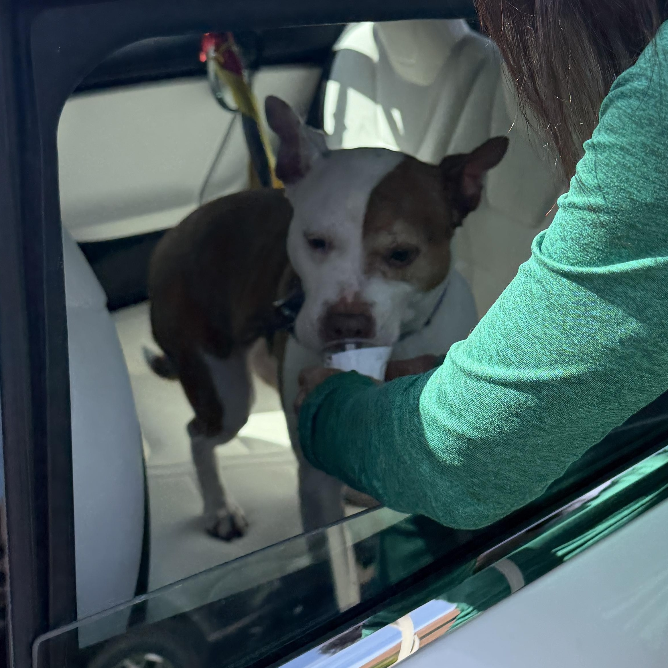 Enlarge Coco Cookie CM 8/19, a Adoptable mixed breed in Farmington Hills, MI image 5/6