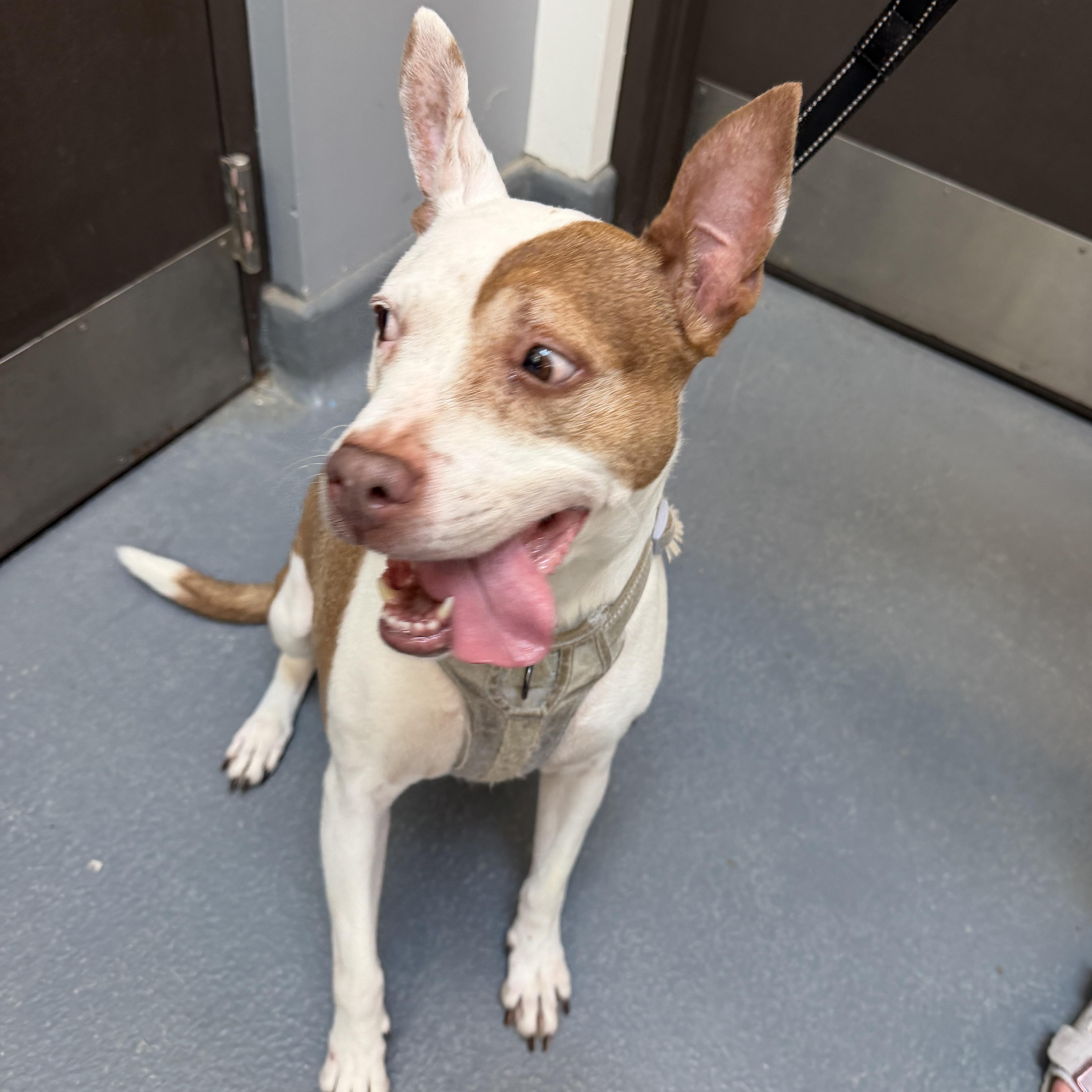 Enlarge Coco Cookie CM 8/19, a Adoptable mixed breed in Farmington Hills, MI image 4/6