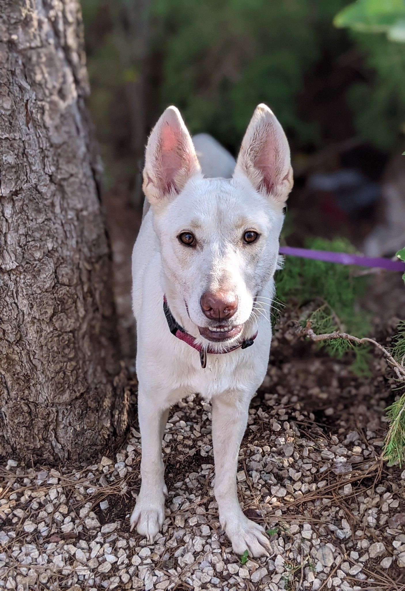 Enlarge Puddin, a Adoptable Shepherd in Amarillo, TX image 1/1