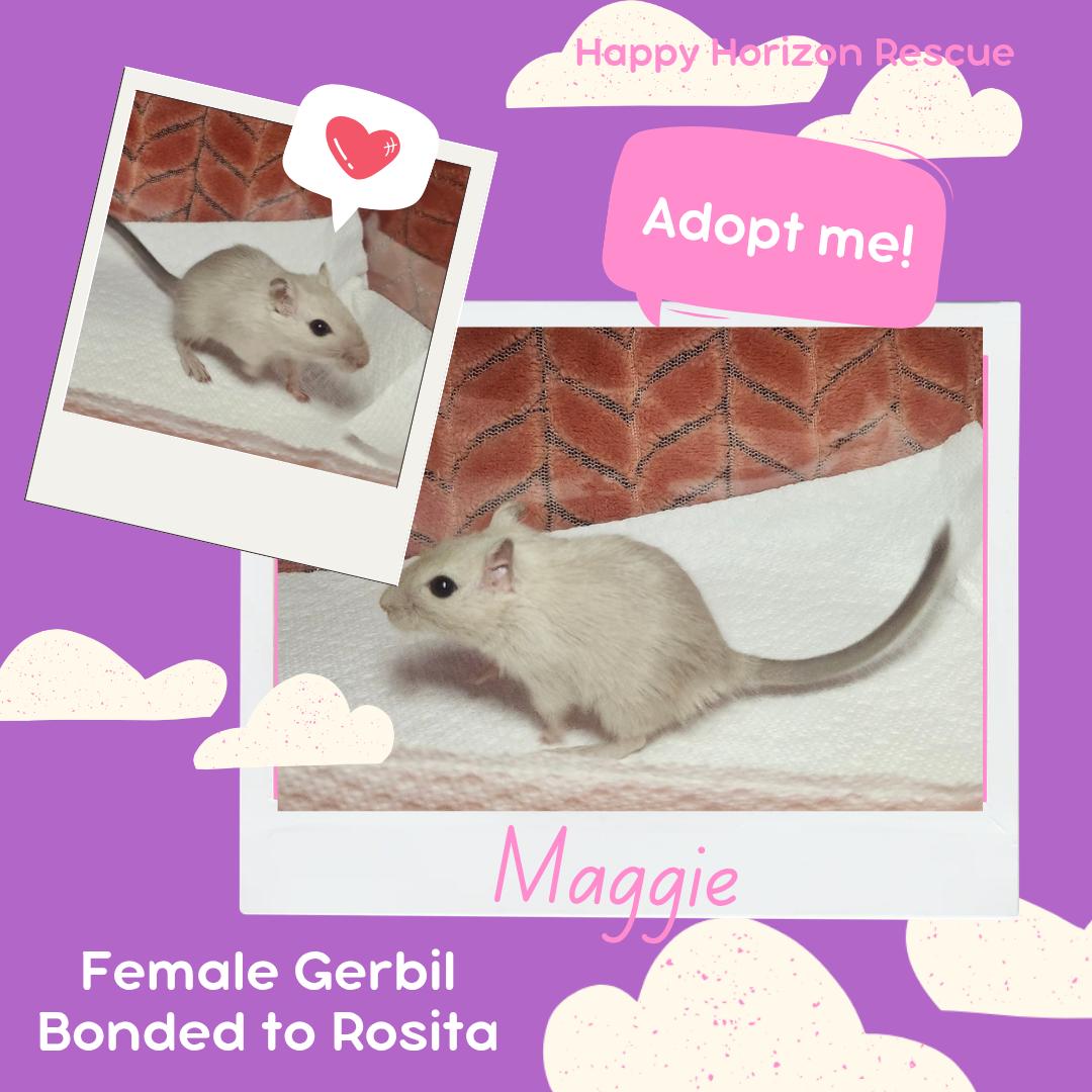 Enlarge Maggie & Rosita, a Adoptable Gerbil in West Chester, OH image 1/2