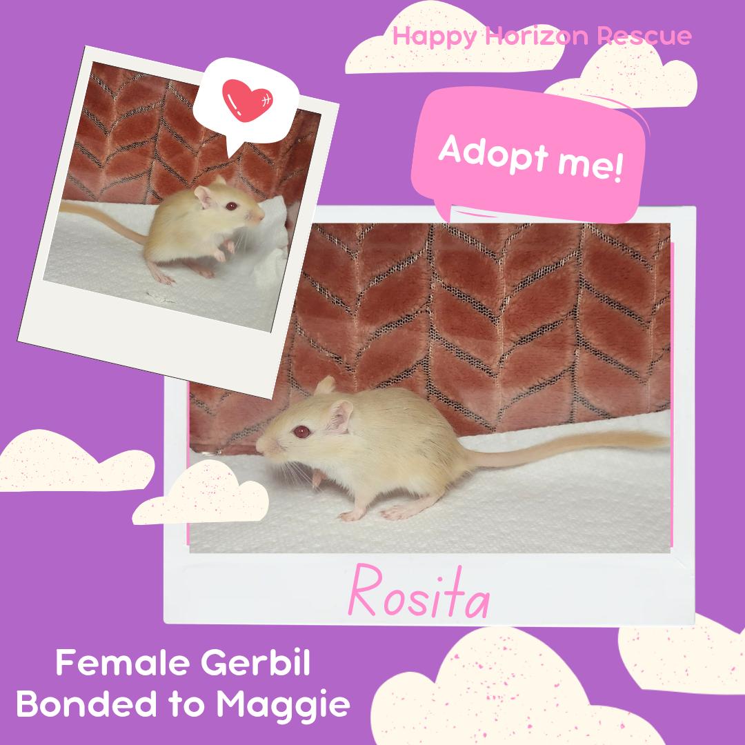 Enlarge Maggie & Rosita, a Adoptable Gerbil in West Chester, OH image 2/2