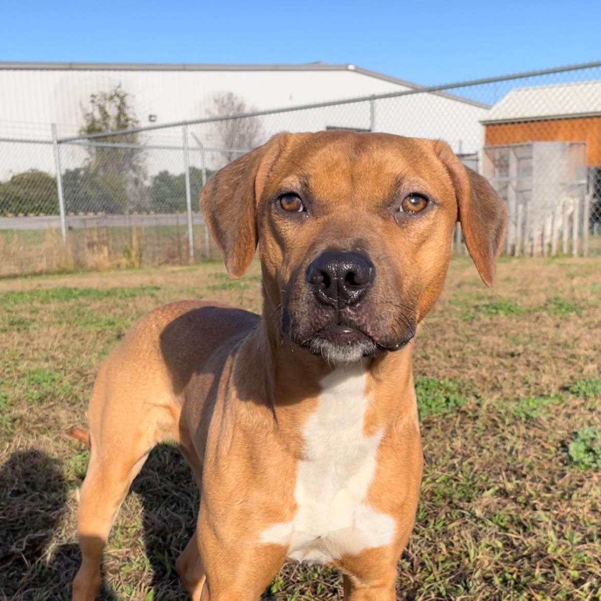 Boxer Terrier Lab Dog for adoption - Sadie, a Labrador Retriever & Boxer Mix in Baltimore ...