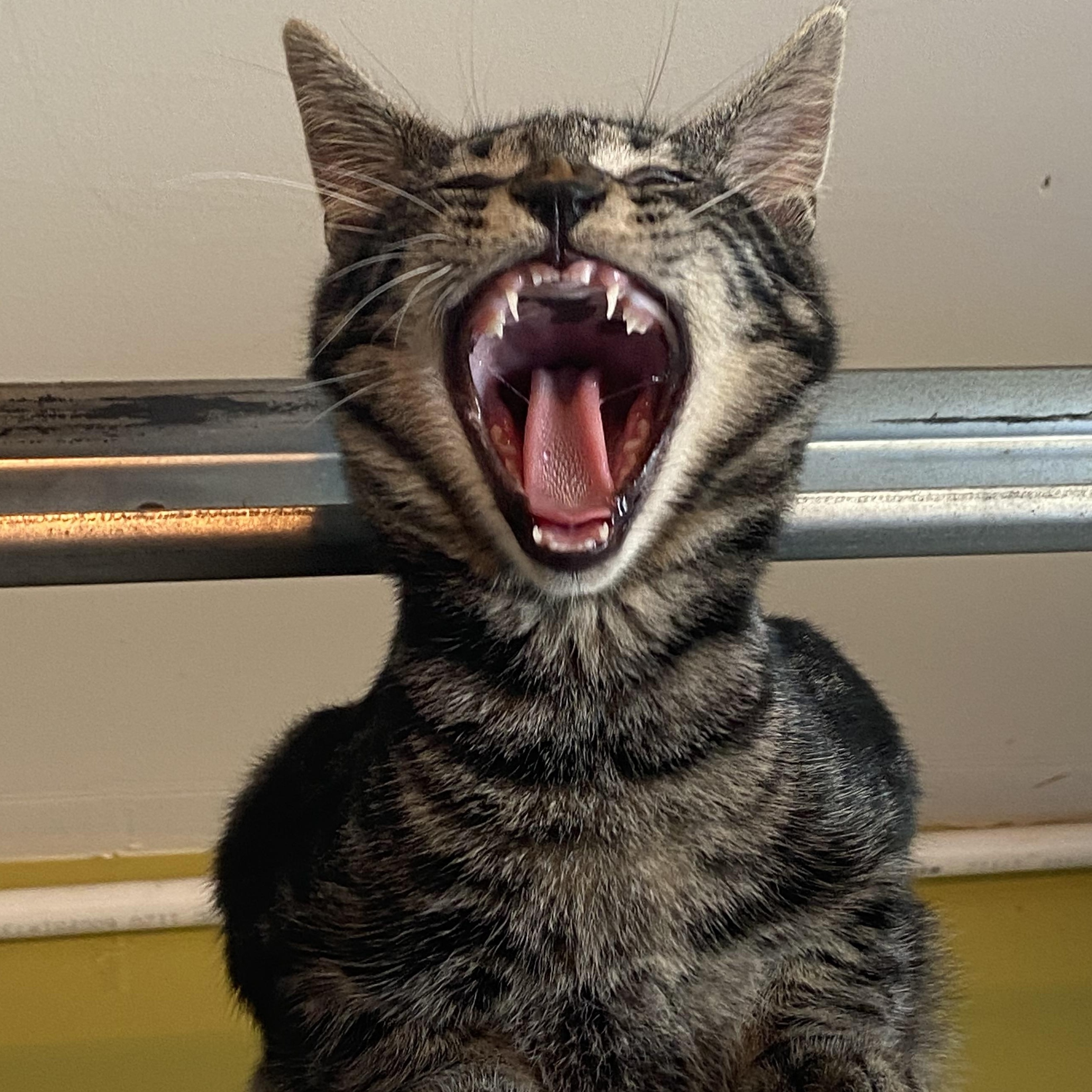 Smokey, a Adoptable Domestic Short Hair in Salinas, CA image 2/2