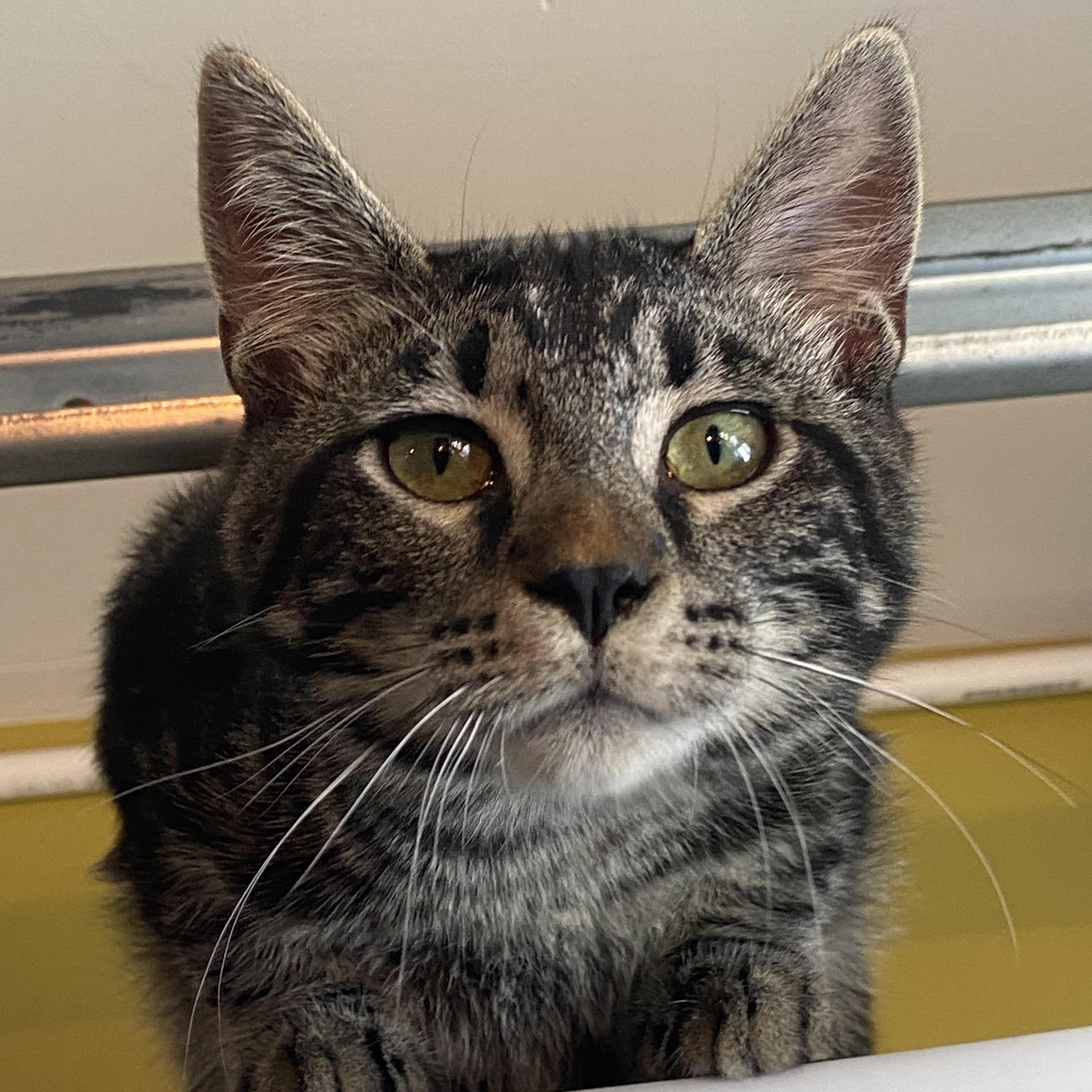 Smokey, a Adoptable Domestic Short Hair in Salinas, CA image 1/2
