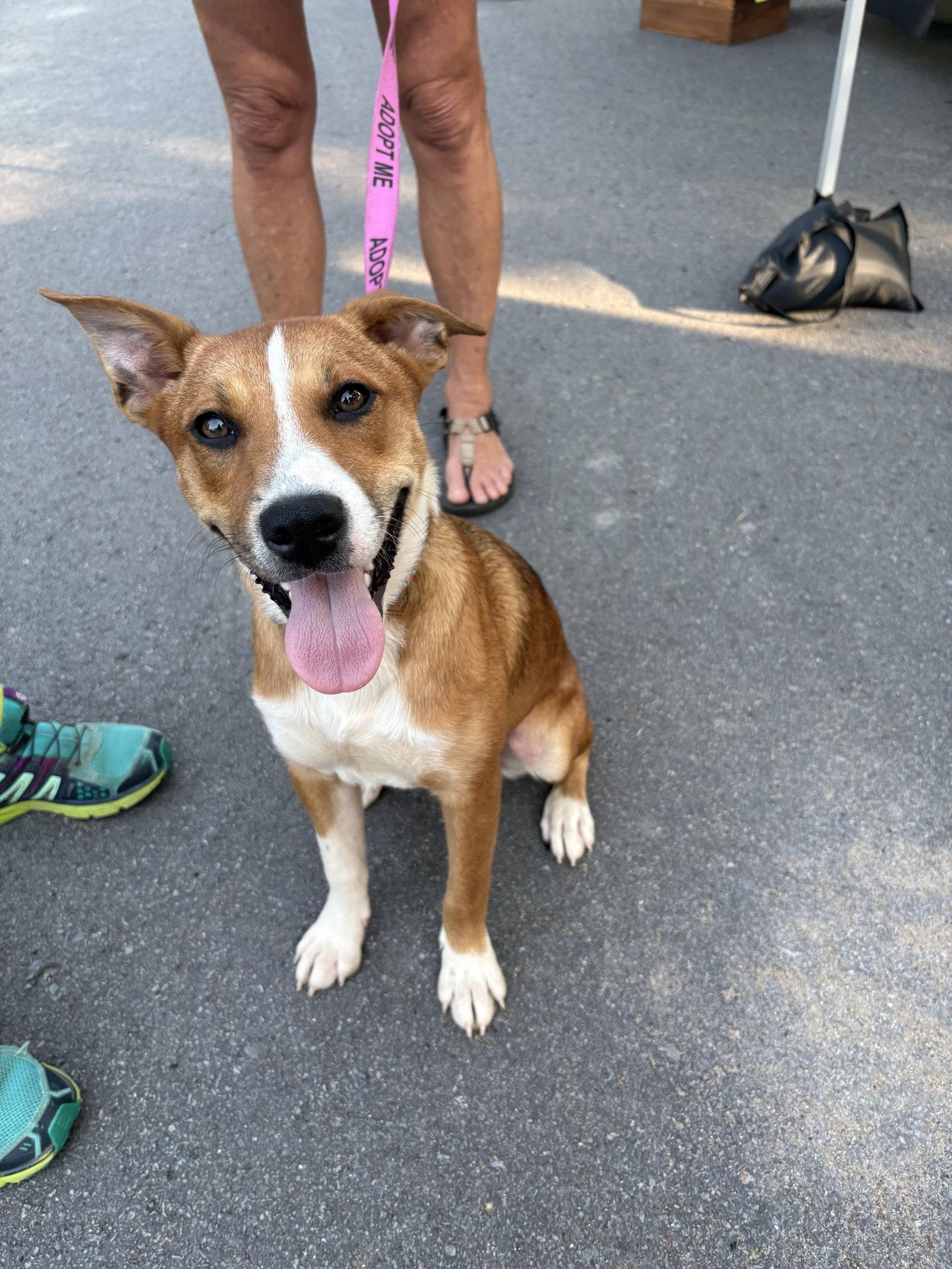 Enlarge Jelly, a Adopted mixed breed in Nashville, TN image 1/3