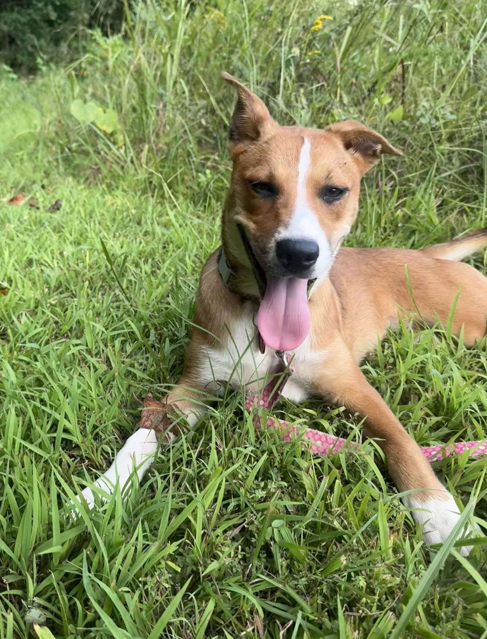 Enlarge Jelly, a Adopted mixed breed in Nashville, TN image 2/3