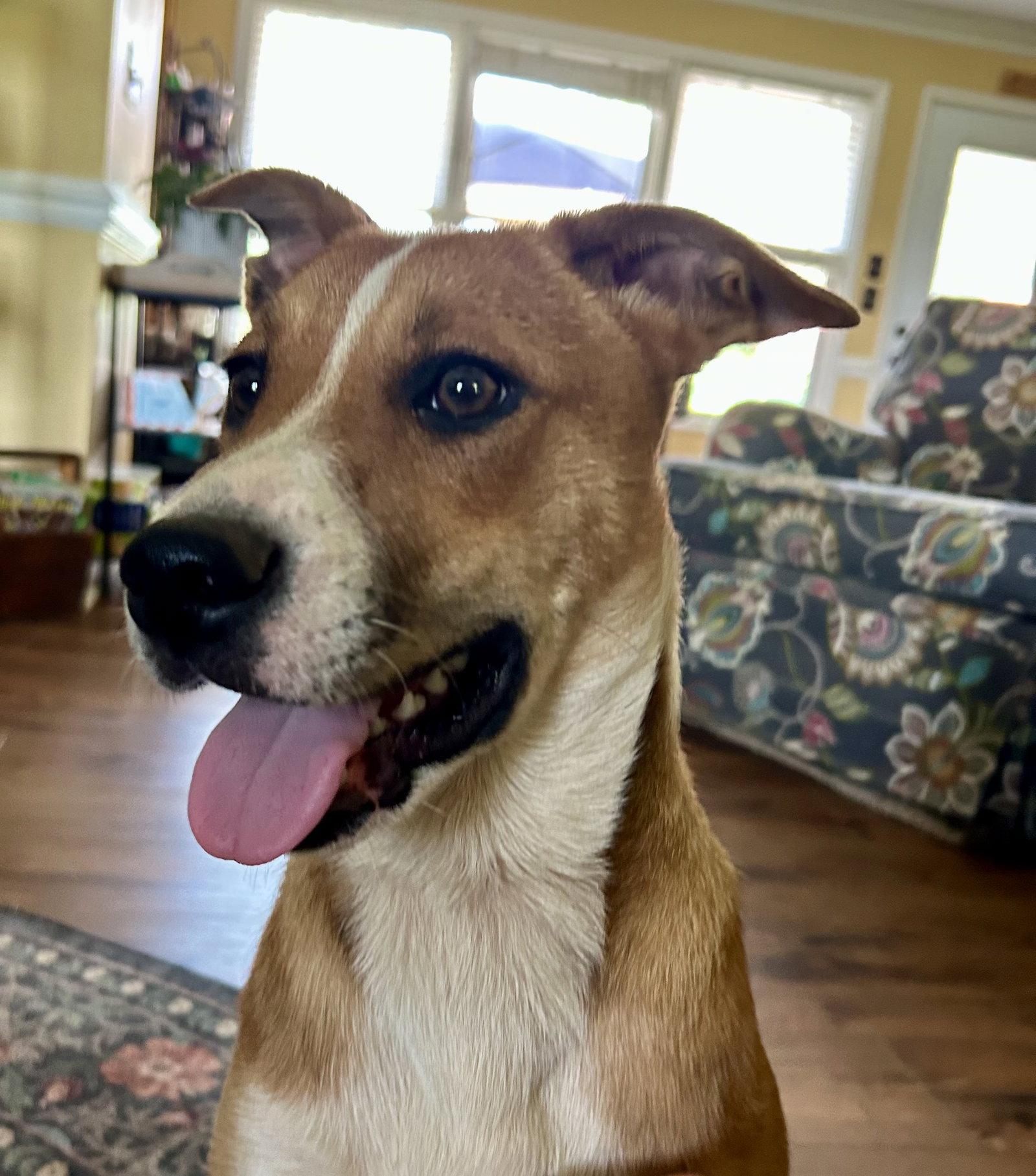 Enlarge Jelly, a Adopted mixed breed in Nashville, TN image 3/3