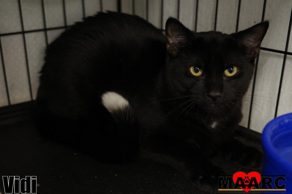 Vidi, Adoptable, Young Male Domestic Short Hair.