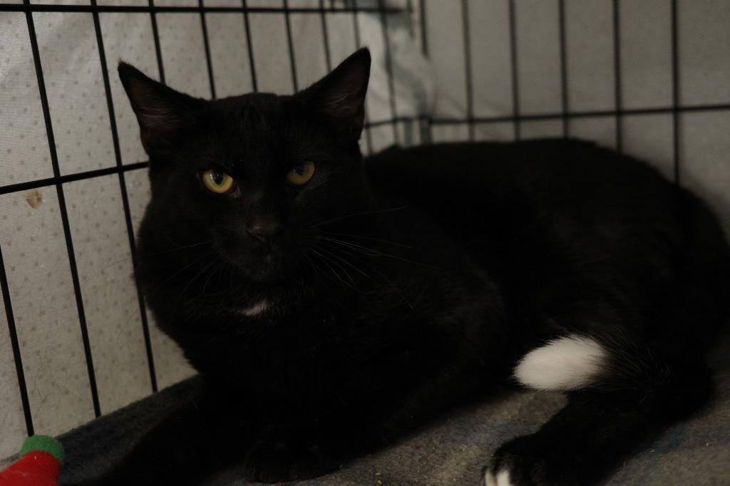 Enlarge Vidi, a Adoptable mixed breed in Maryville, TN image 2/2