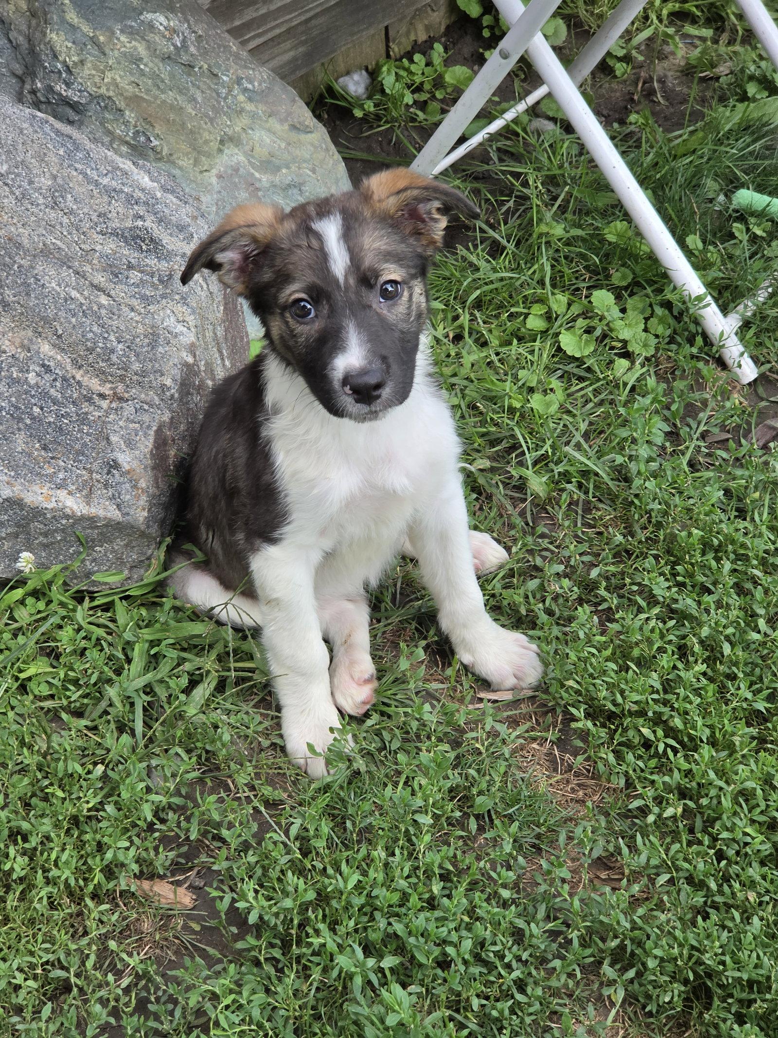 Willow, Adopted, Puppy Female Collie.