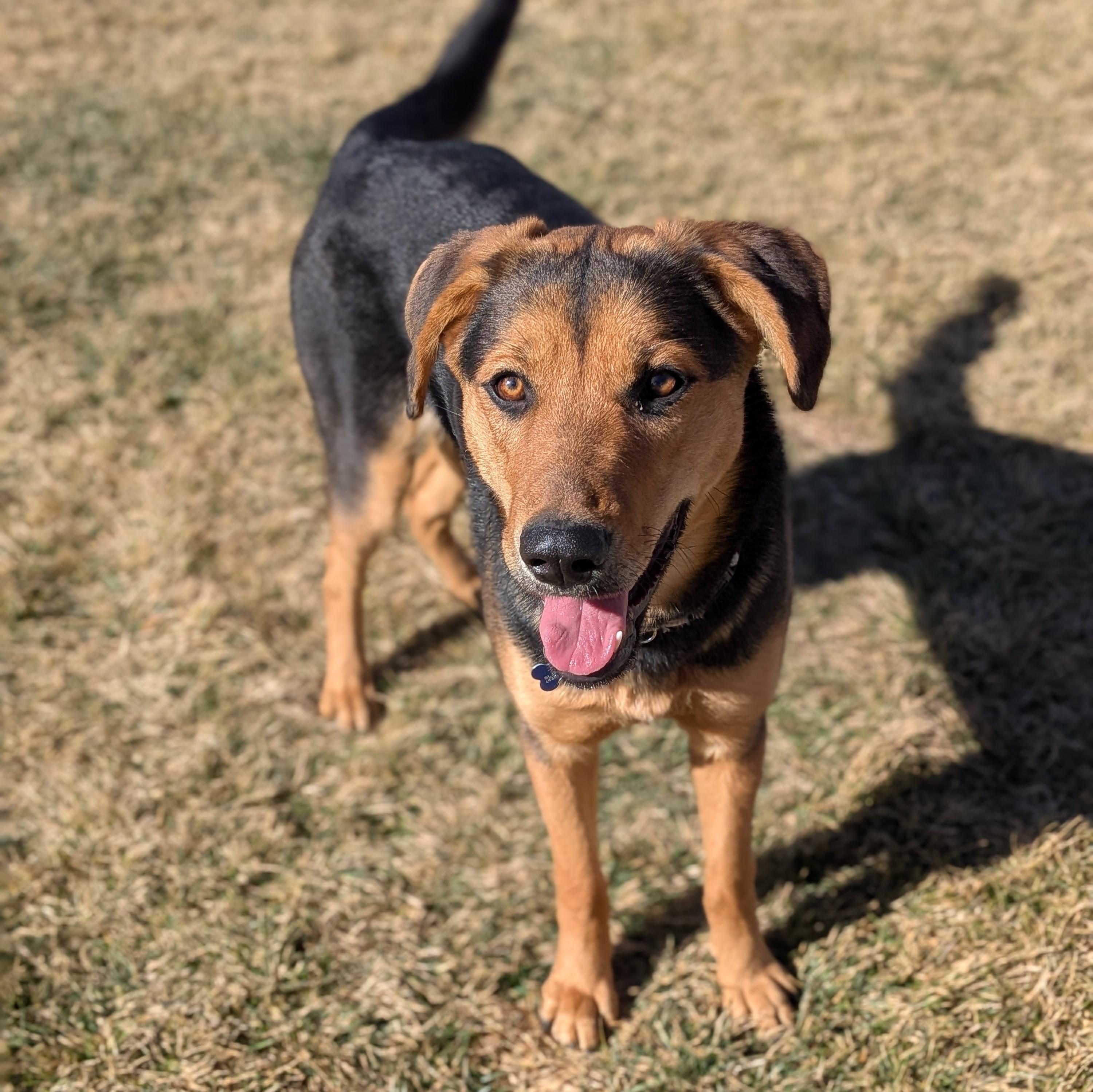Enlarge Kona, an adopted mixed breed in St. George, UT image 3/5