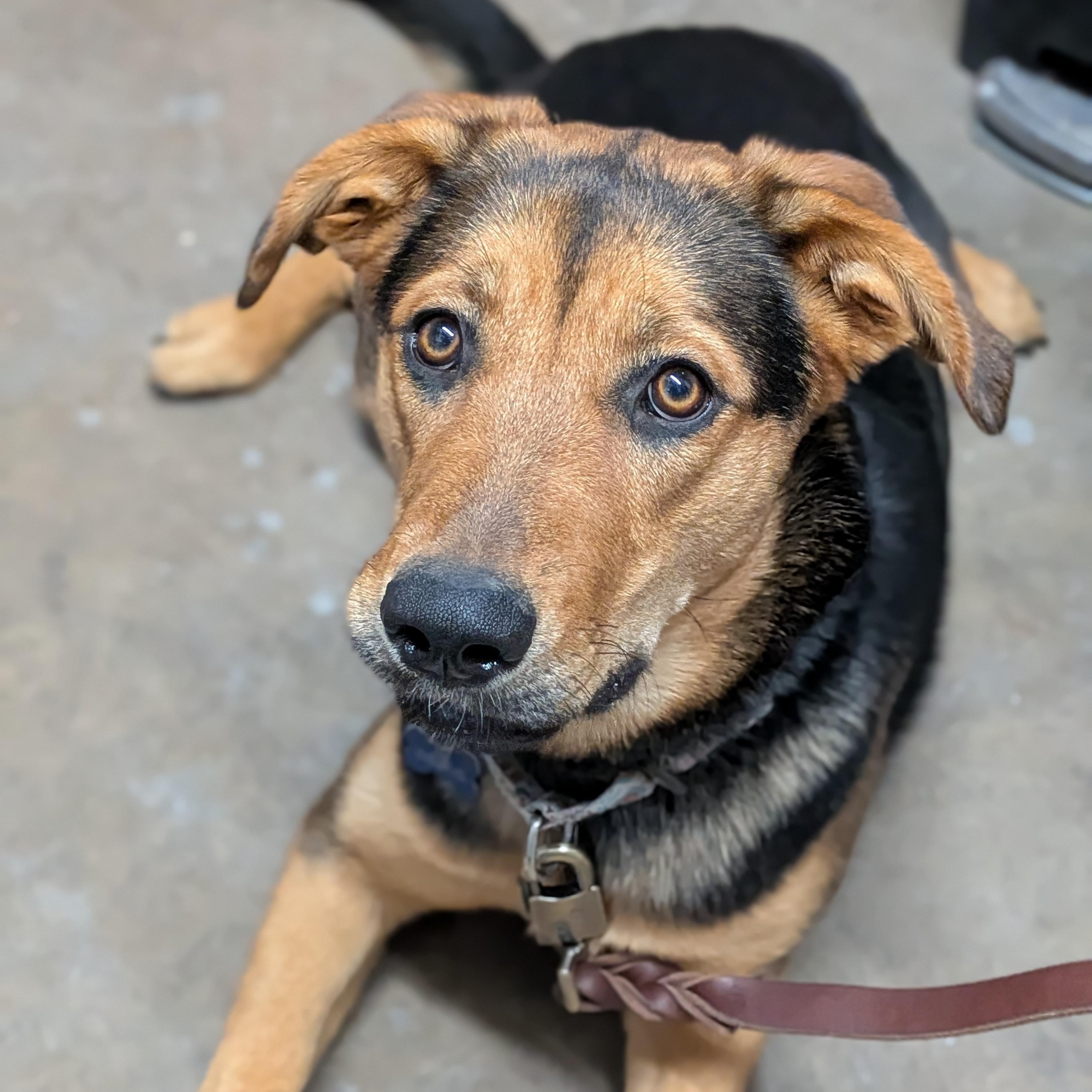 Enlarge Kona, an adopted mixed breed in St. George, UT image 4/5