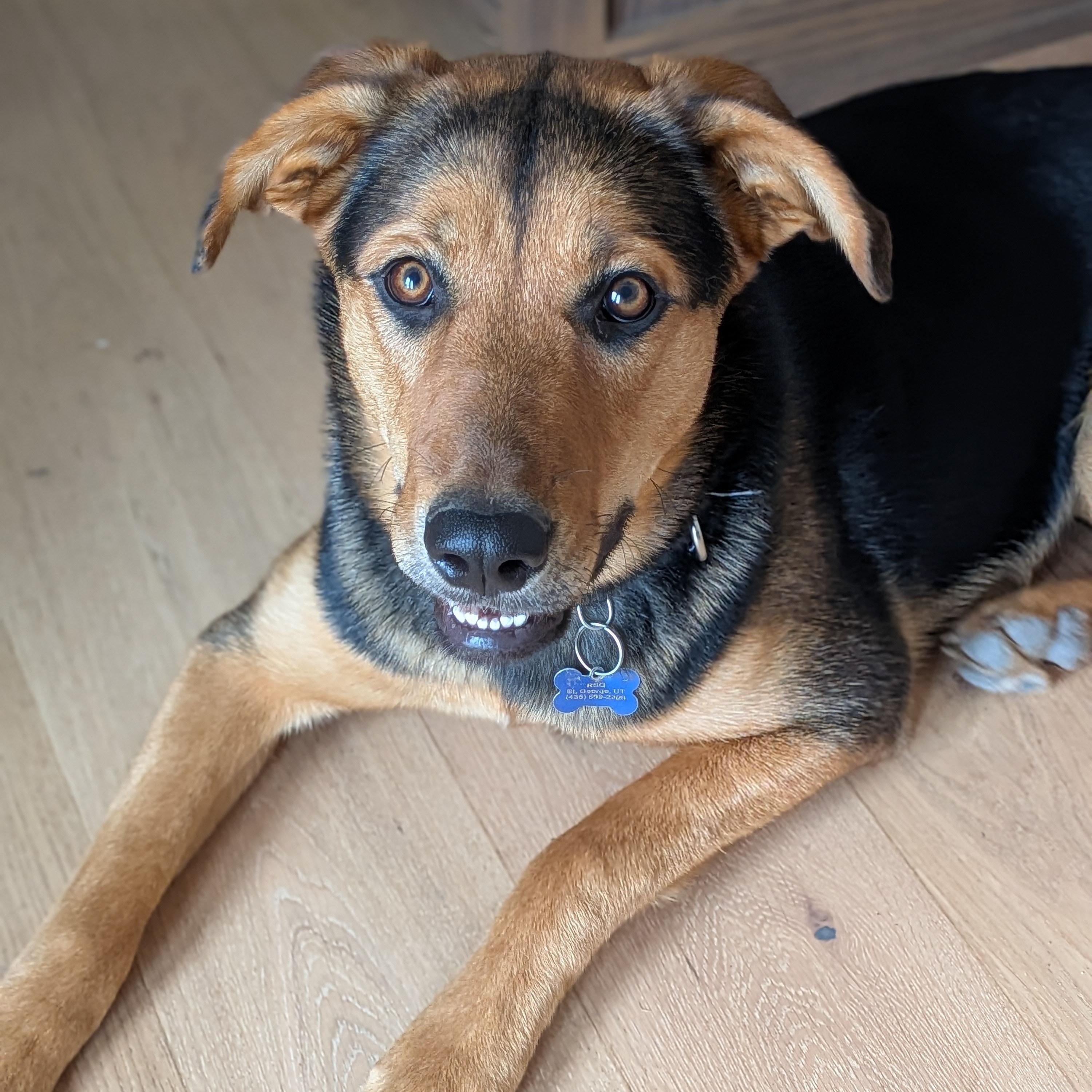 Enlarge Kona, an adopted mixed breed in St. George, UT image 5/5