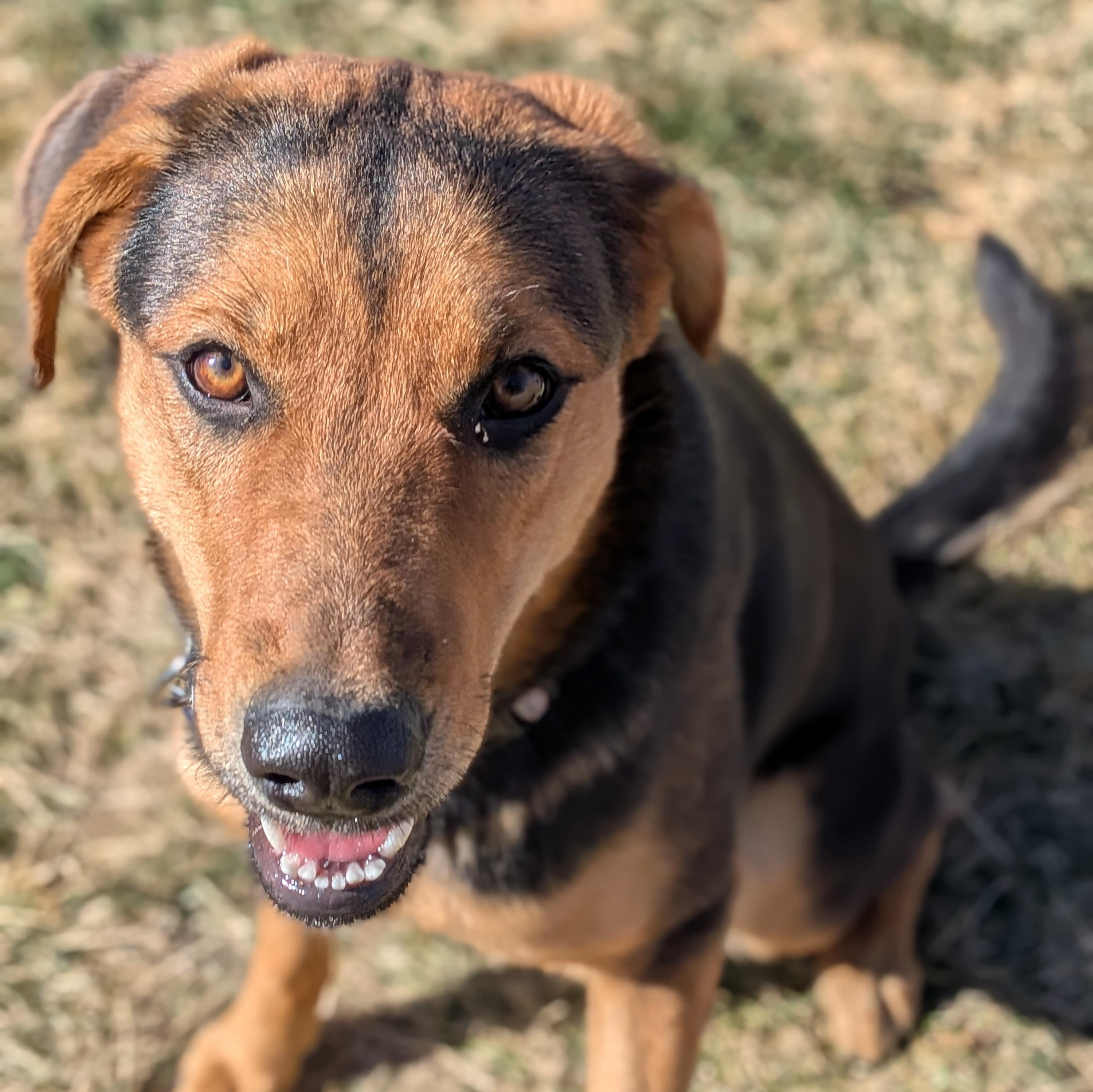 Enlarge Kona, an adopted mixed breed in St. George, UT image 1/5