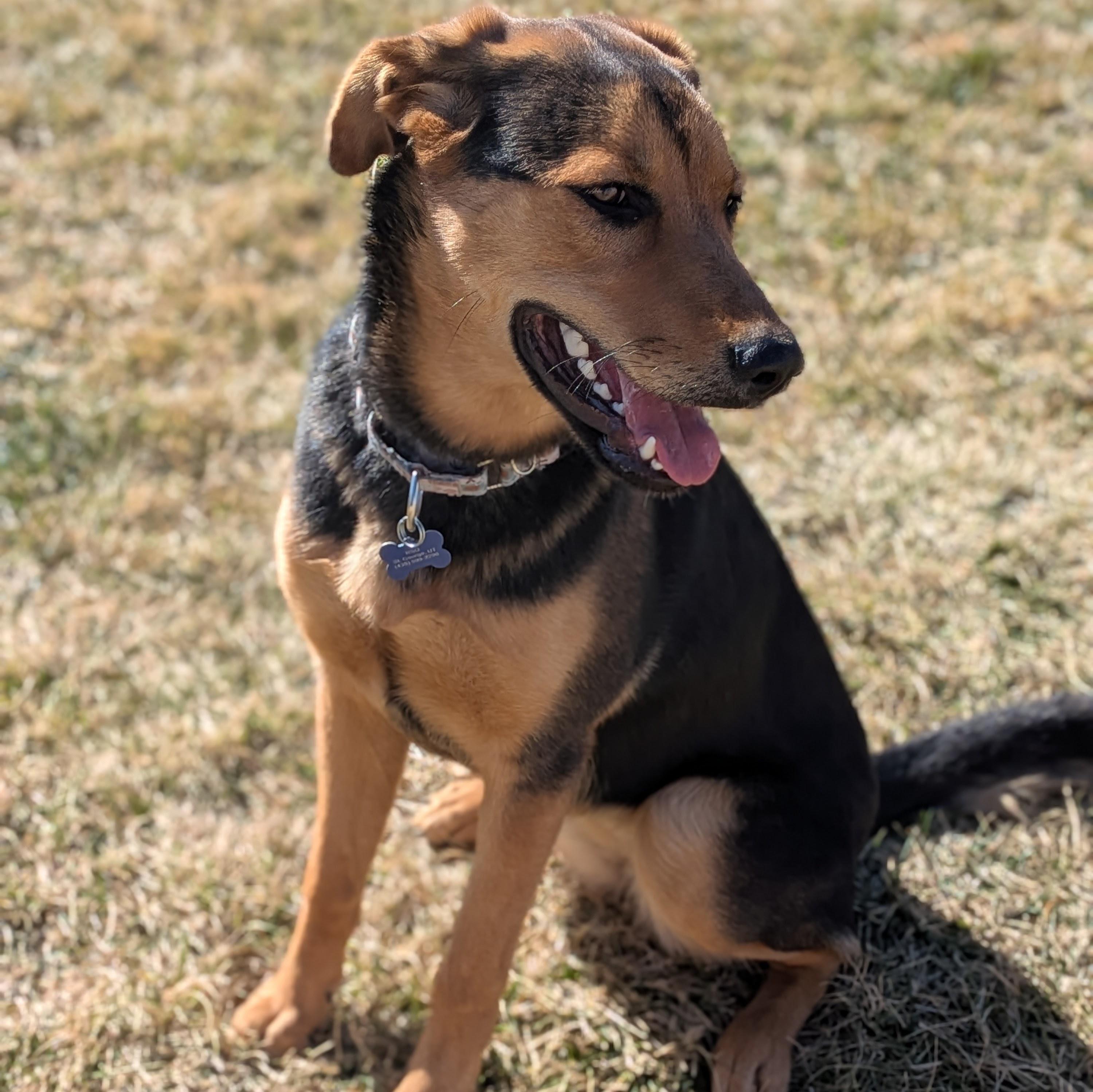 Enlarge Kona, an adopted mixed breed in St. George, UT image 2/5