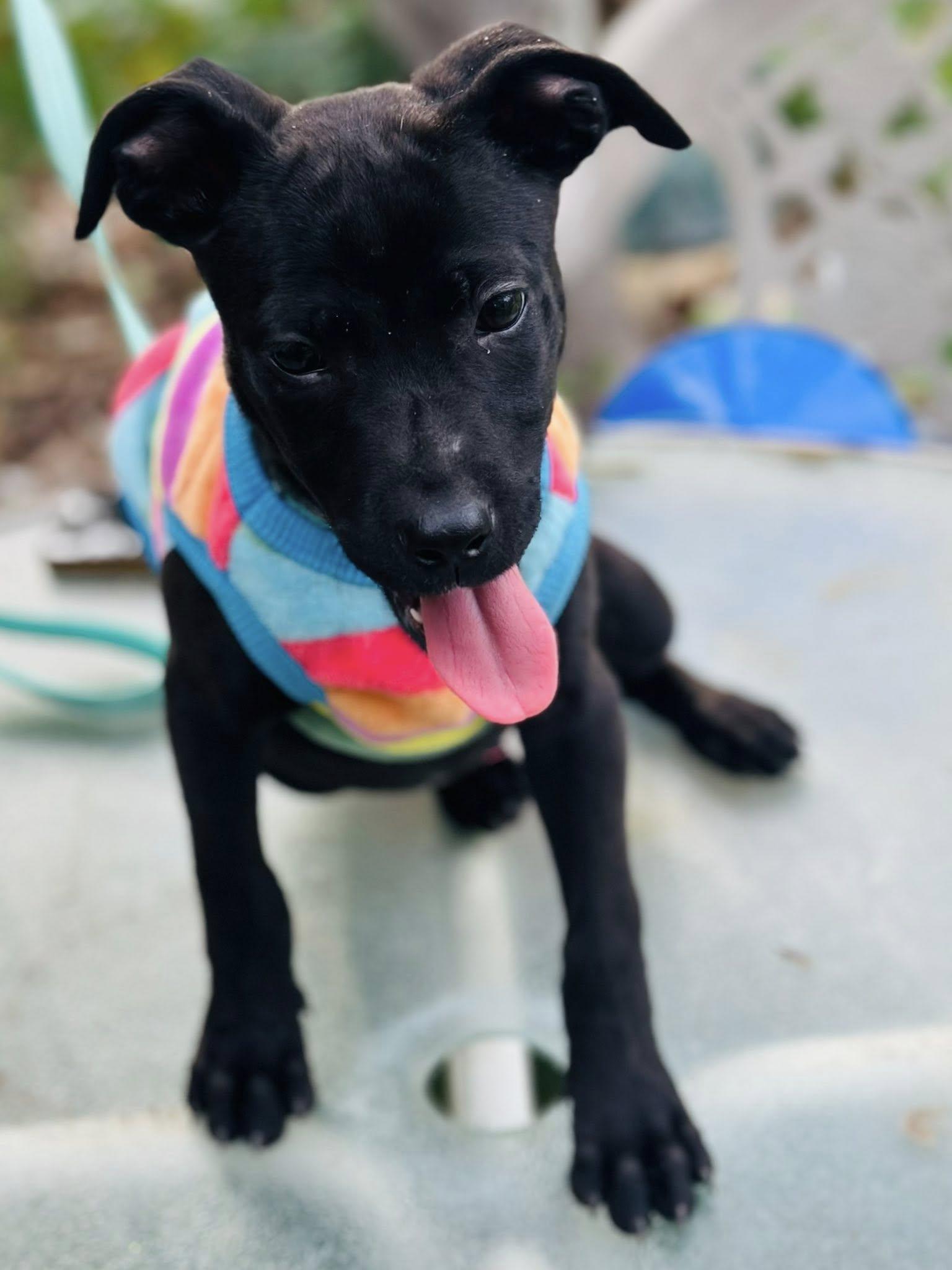 Avery, an adopted mixed breed in Williston, VT image 5/5